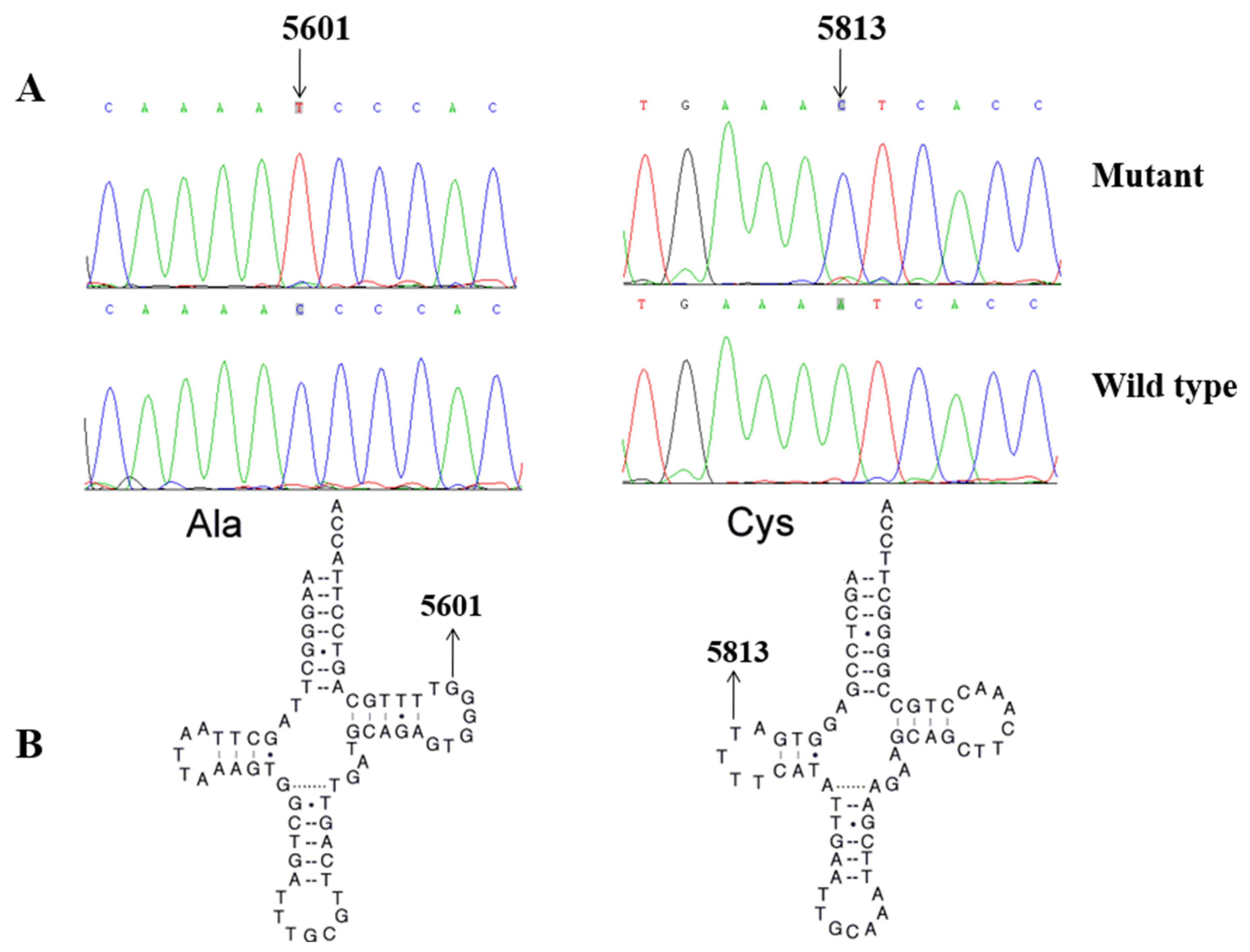 Biomolecules 13 00907 g003 Biomolecules 13 00907 g003