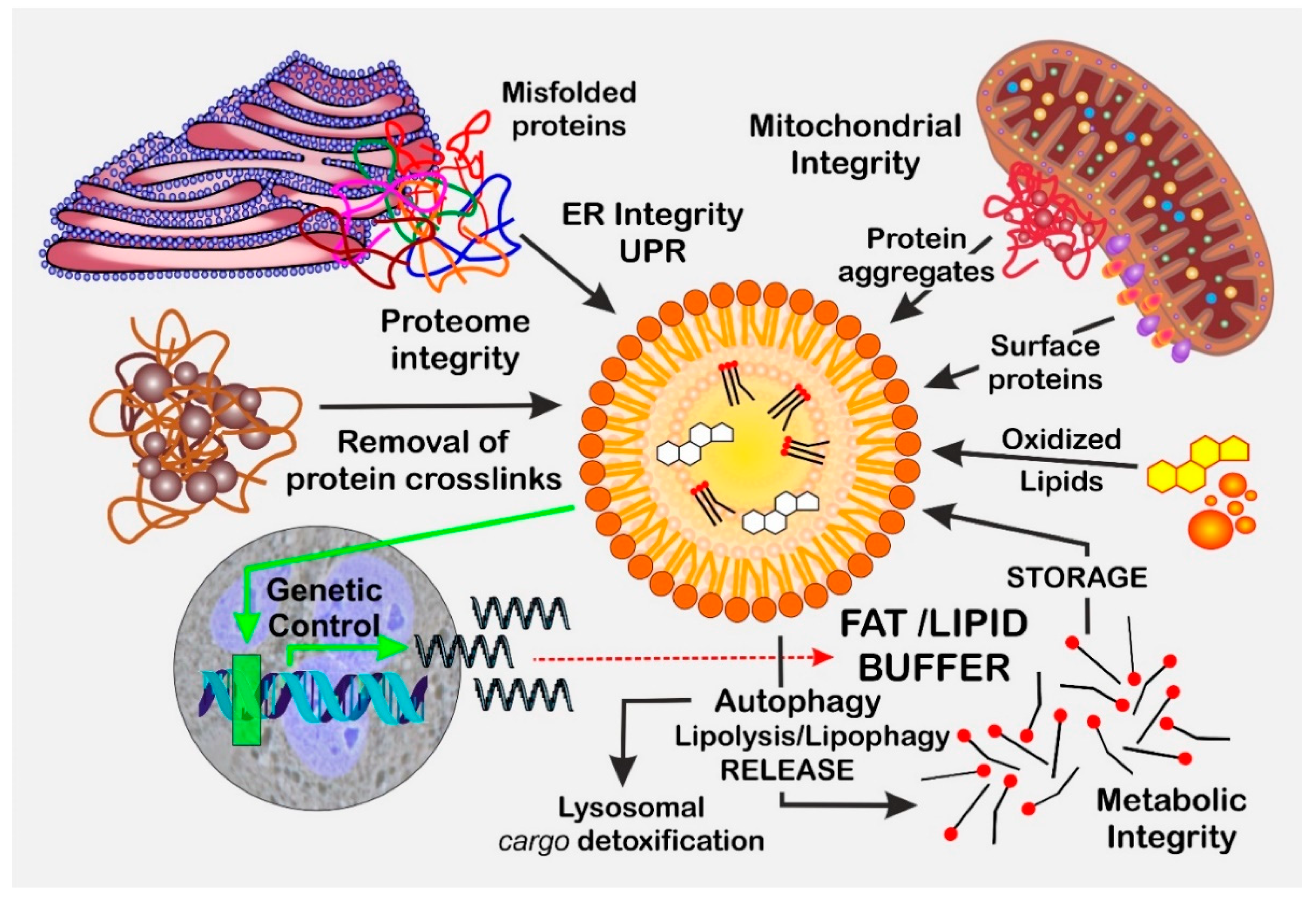 https://www.mdpi.com/biomolecules/biomolecules-13-00912/article_deploy/html/images/biomolecules-13-00912-g001.png