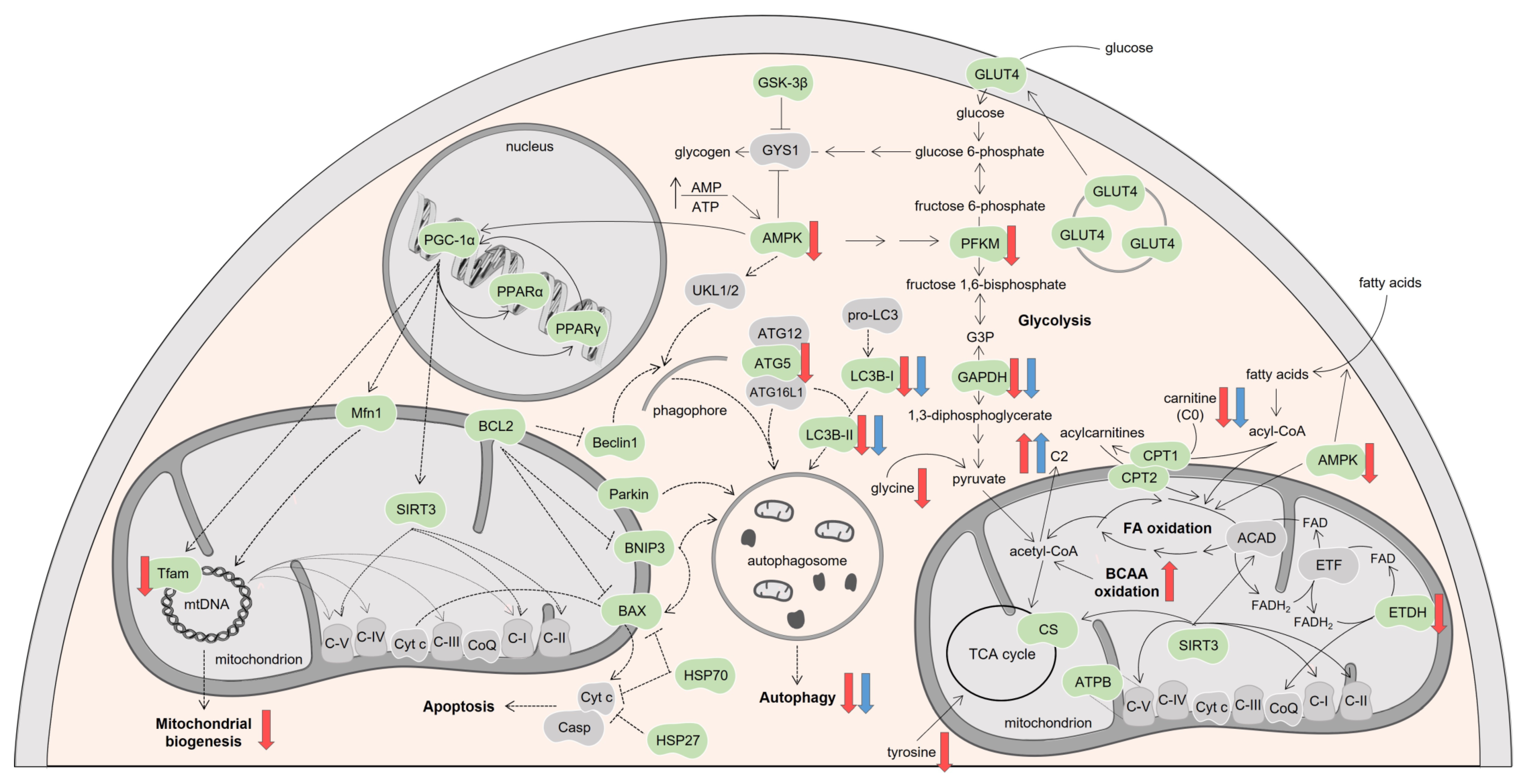 Biomolecules 13 00921 g009 Biomolecules 13 00921 g009