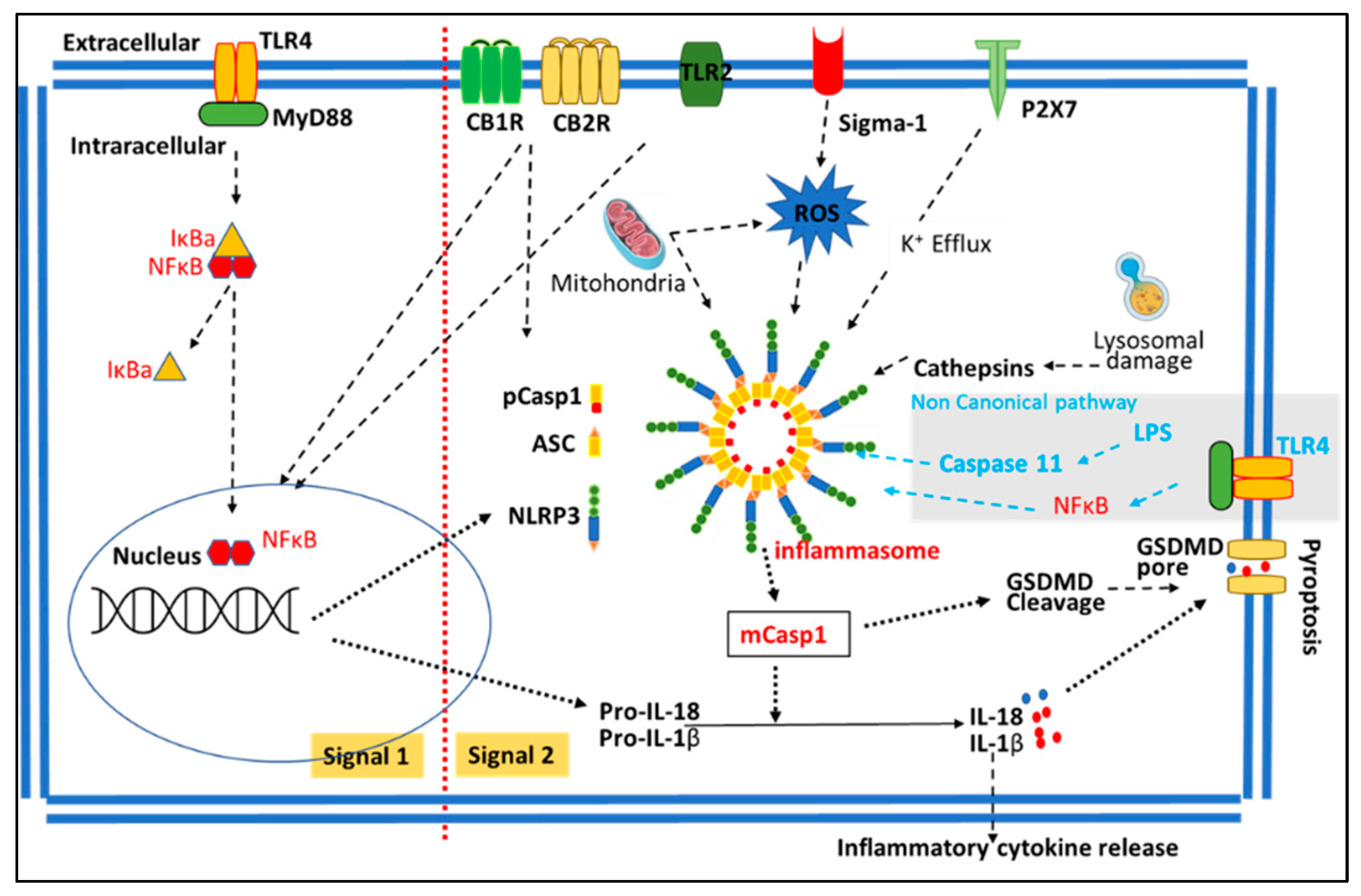 Biomolecules 13 00922 g002