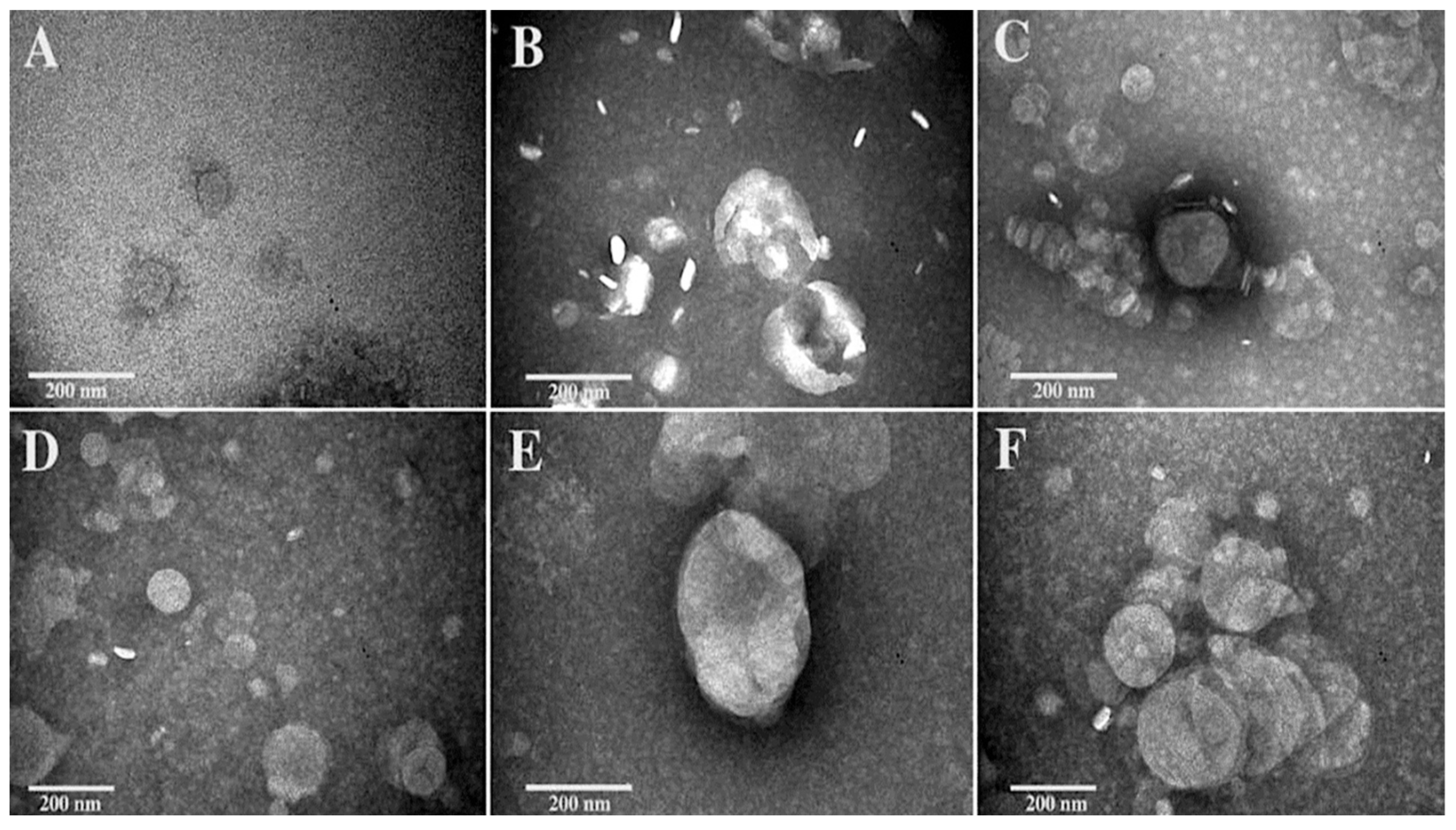 Biomolecules 13 00924 g001 Biomolecules 13 00924 g001