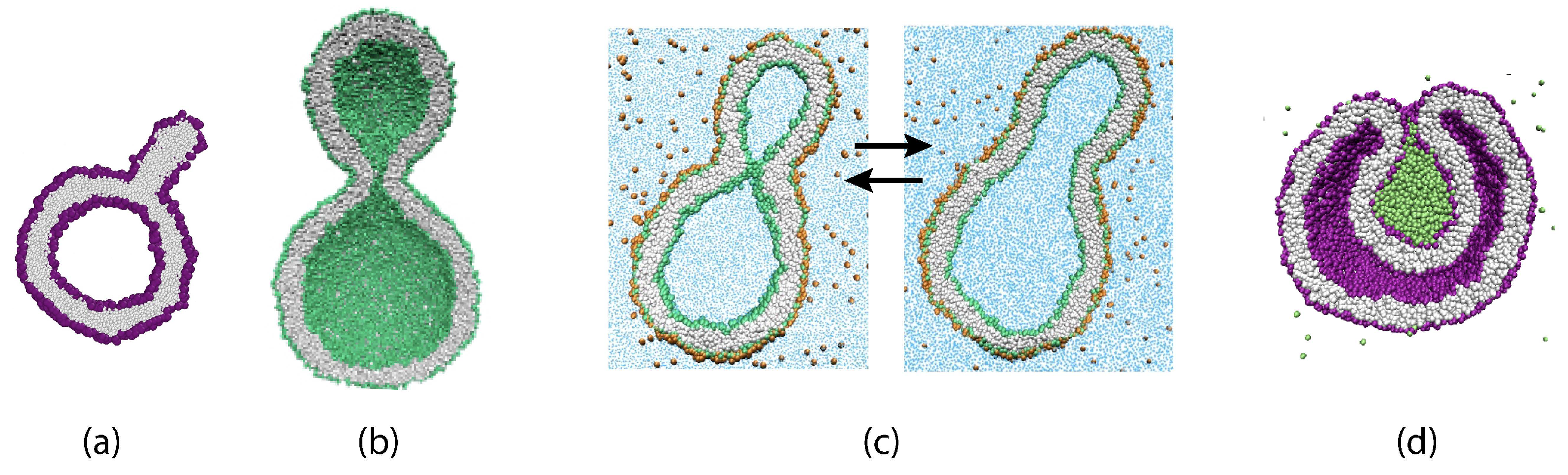 Biomolecules 13 00926 g001 Biomolecules 13 00926 g001
