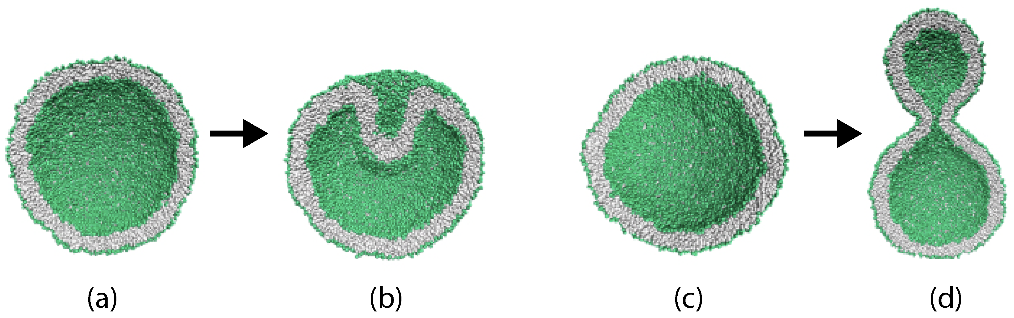 Biomolecules 13 00926 g006 Biomolecules 13 00926 g006