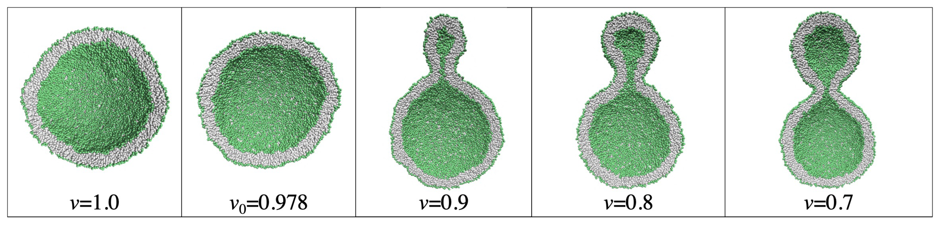 Biomolecules 13 00926 g019 Biomolecules 13 00926 g019