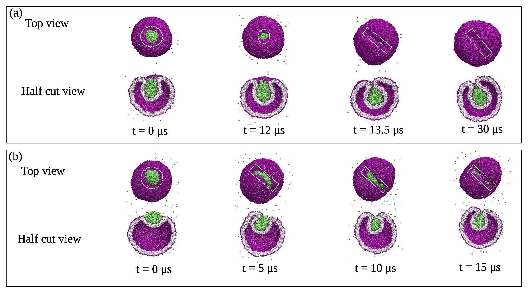 Biomolecules 13 00926 g040 Biomolecules 13 00926 g040