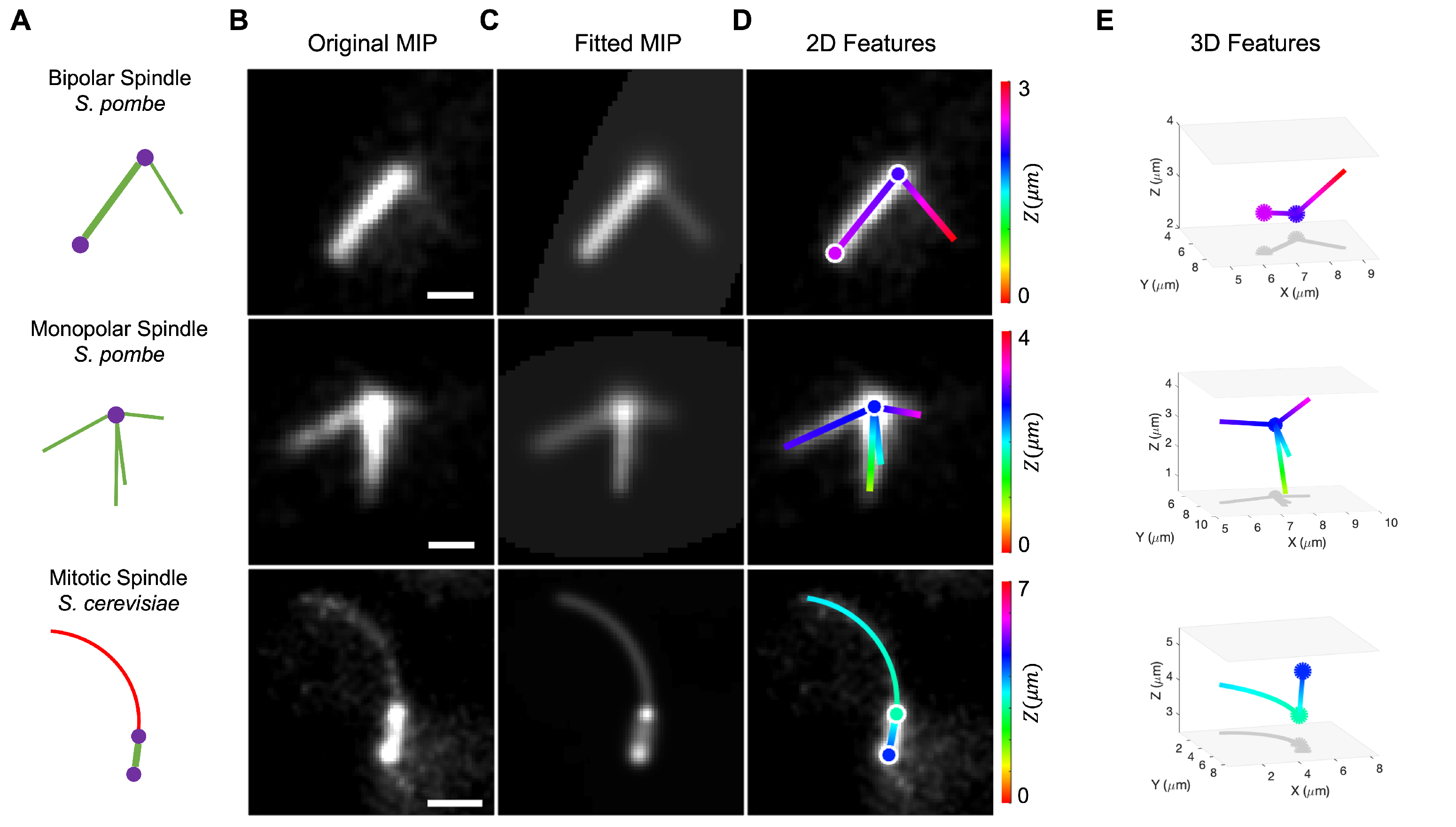 Biomolecules Free FullText Quantifying Yeast Microtubules and