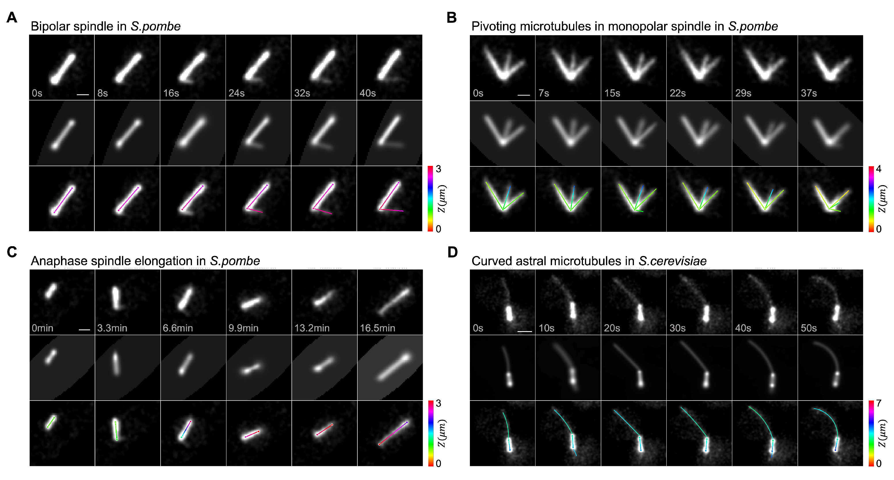 Biomolecules 13 00939 g004 Biomolecules 13 00939 g004