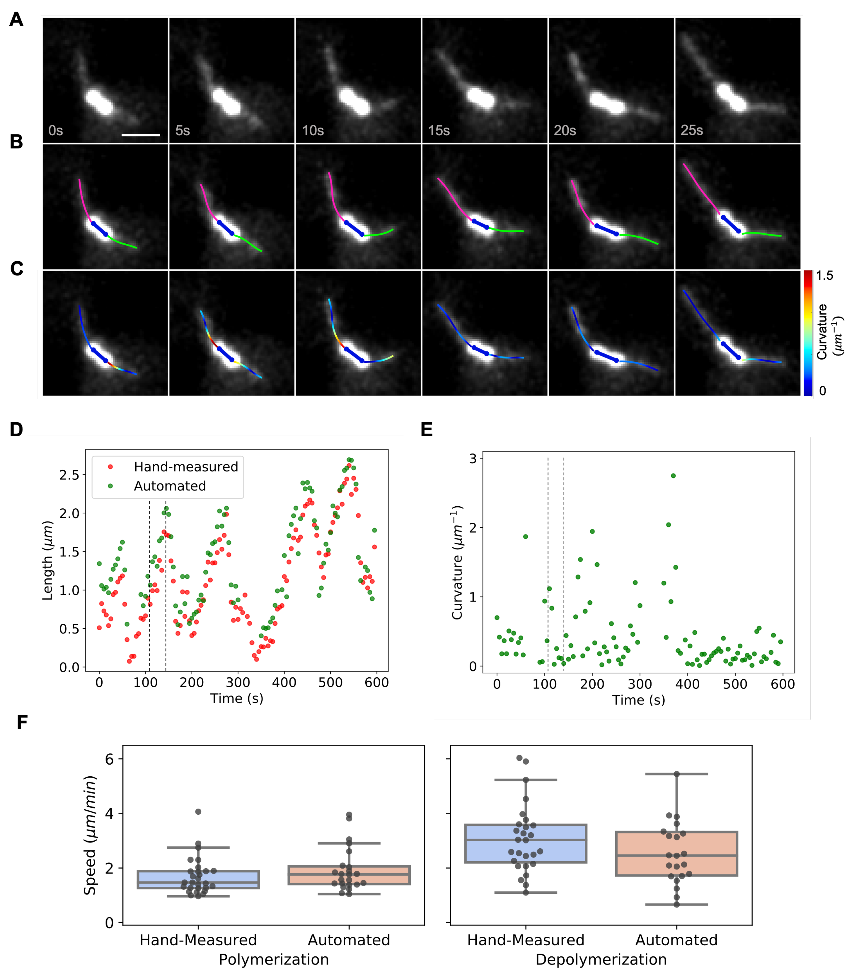 Biomolecules 13 00939 g006 Biomolecules 13 00939 g006