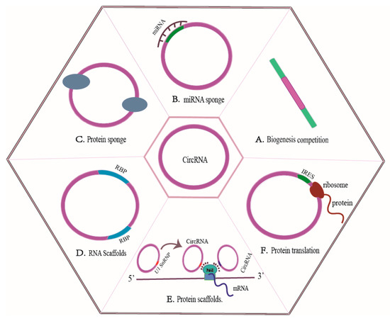 Overview of CircRNAs Roles and Mechanisms in Liver Fibrosis