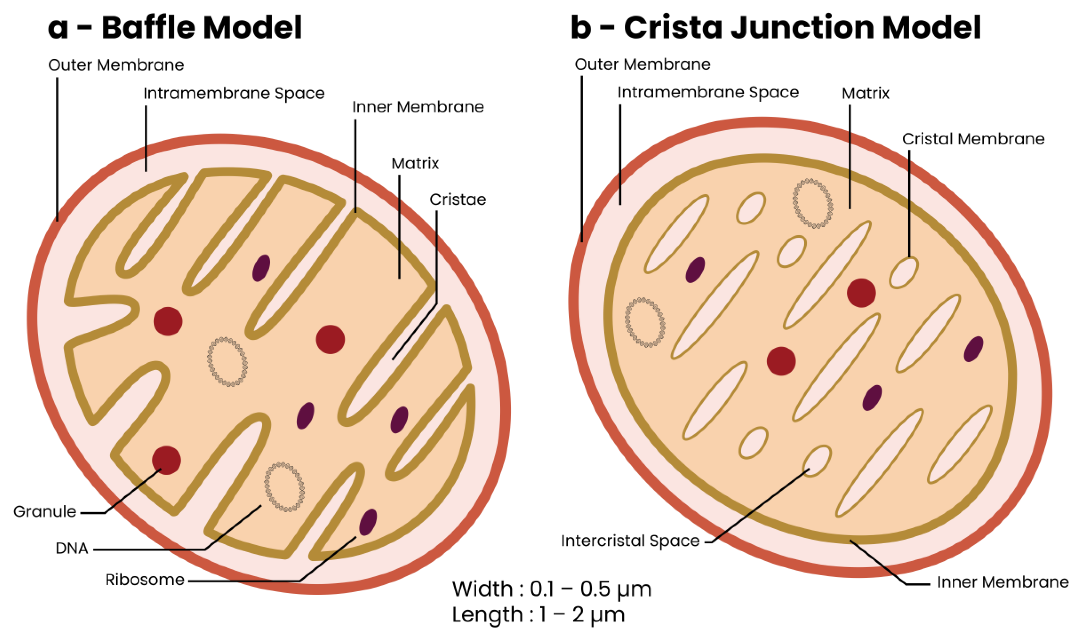 Biomolecules | Free Full-Text | The Interplay between Dysregulated