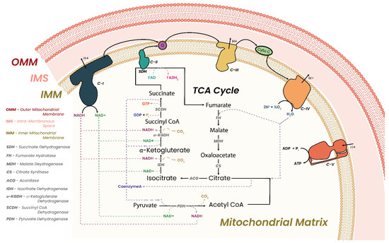 The Interplay between Dysregulated Metabolism and