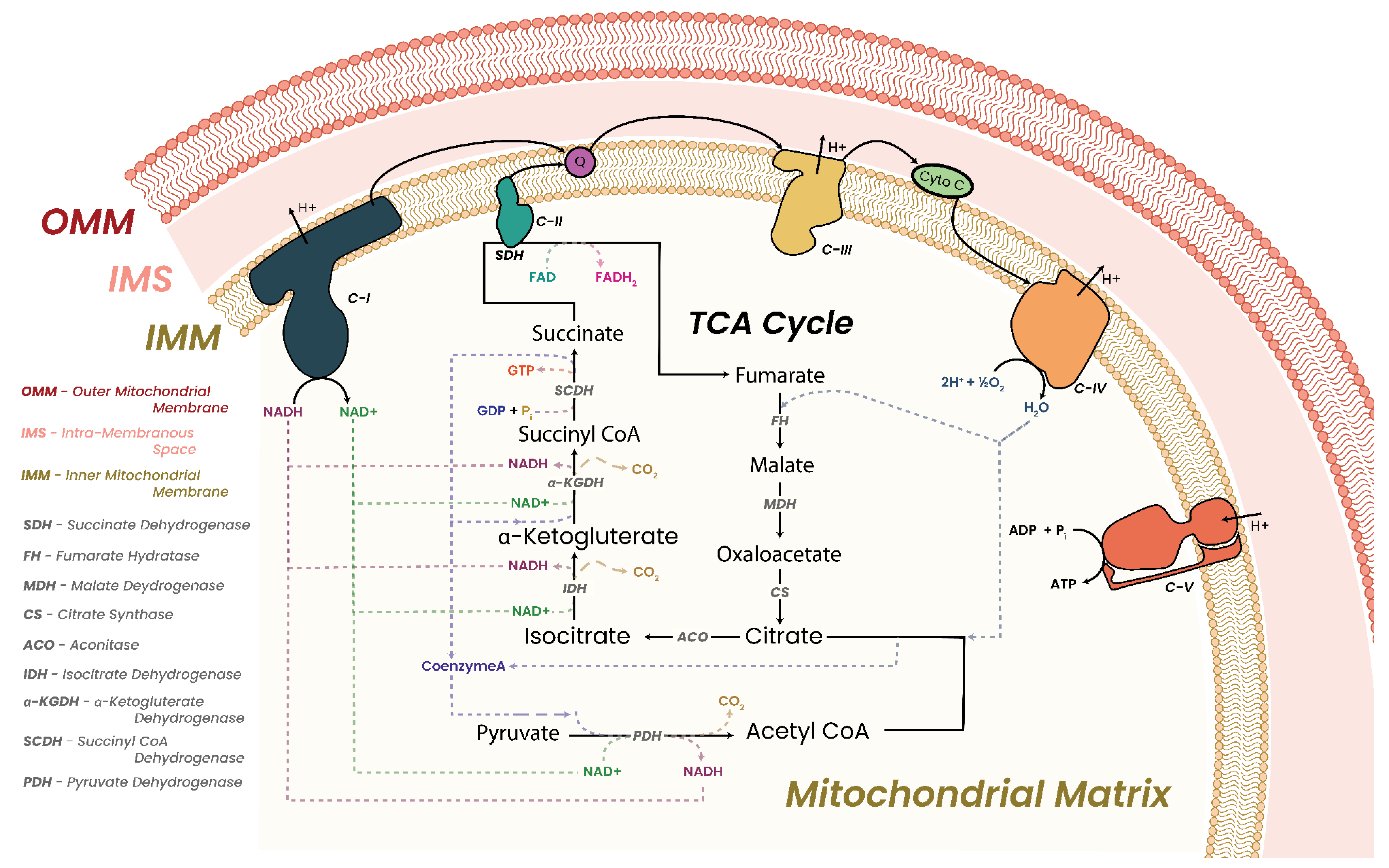Biomolecules 13 00944 g009 Biomolecules 13 00944 g009