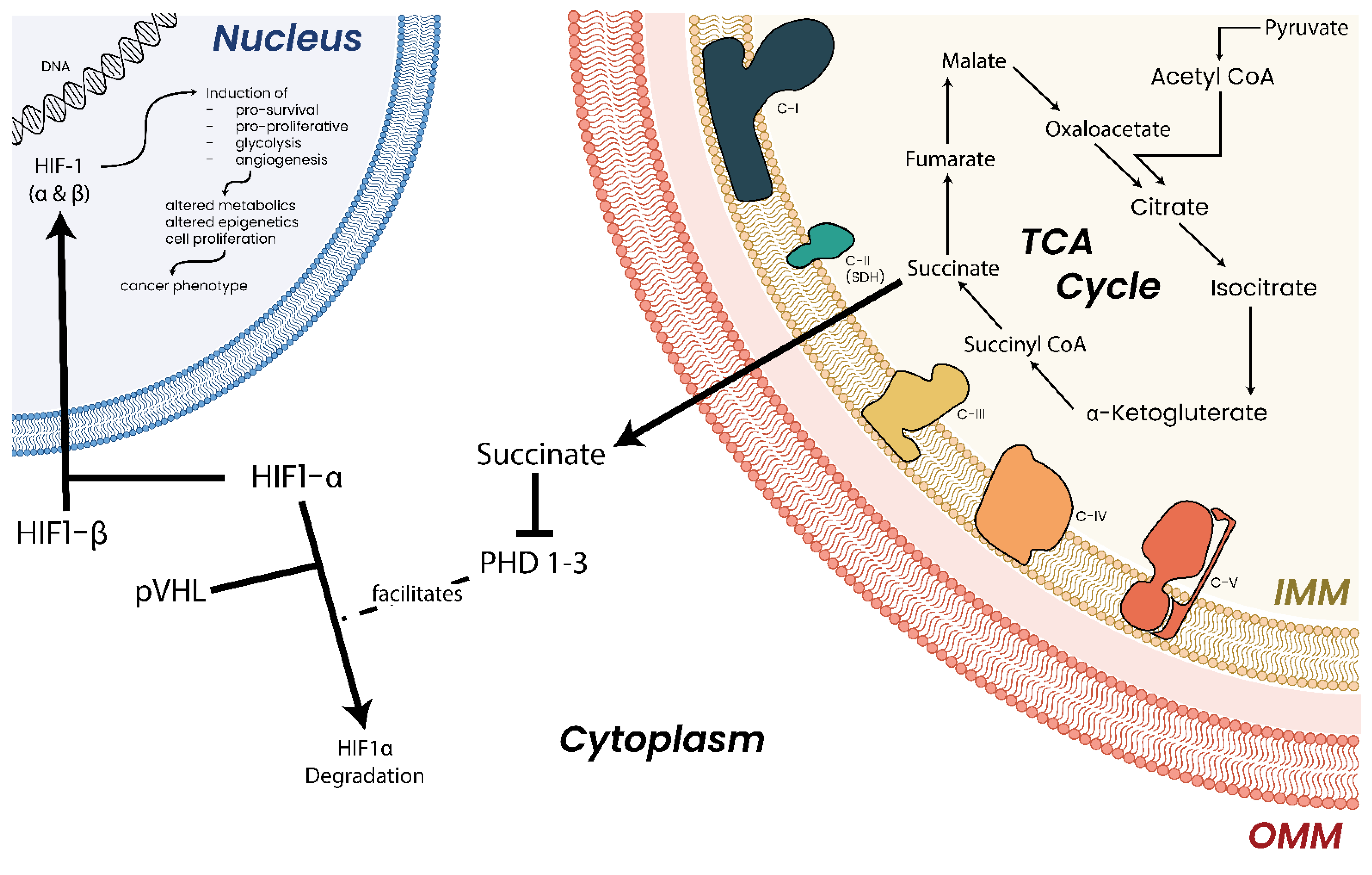 Biomolecules 13 00944 g010 Biomolecules 13 00944 g010