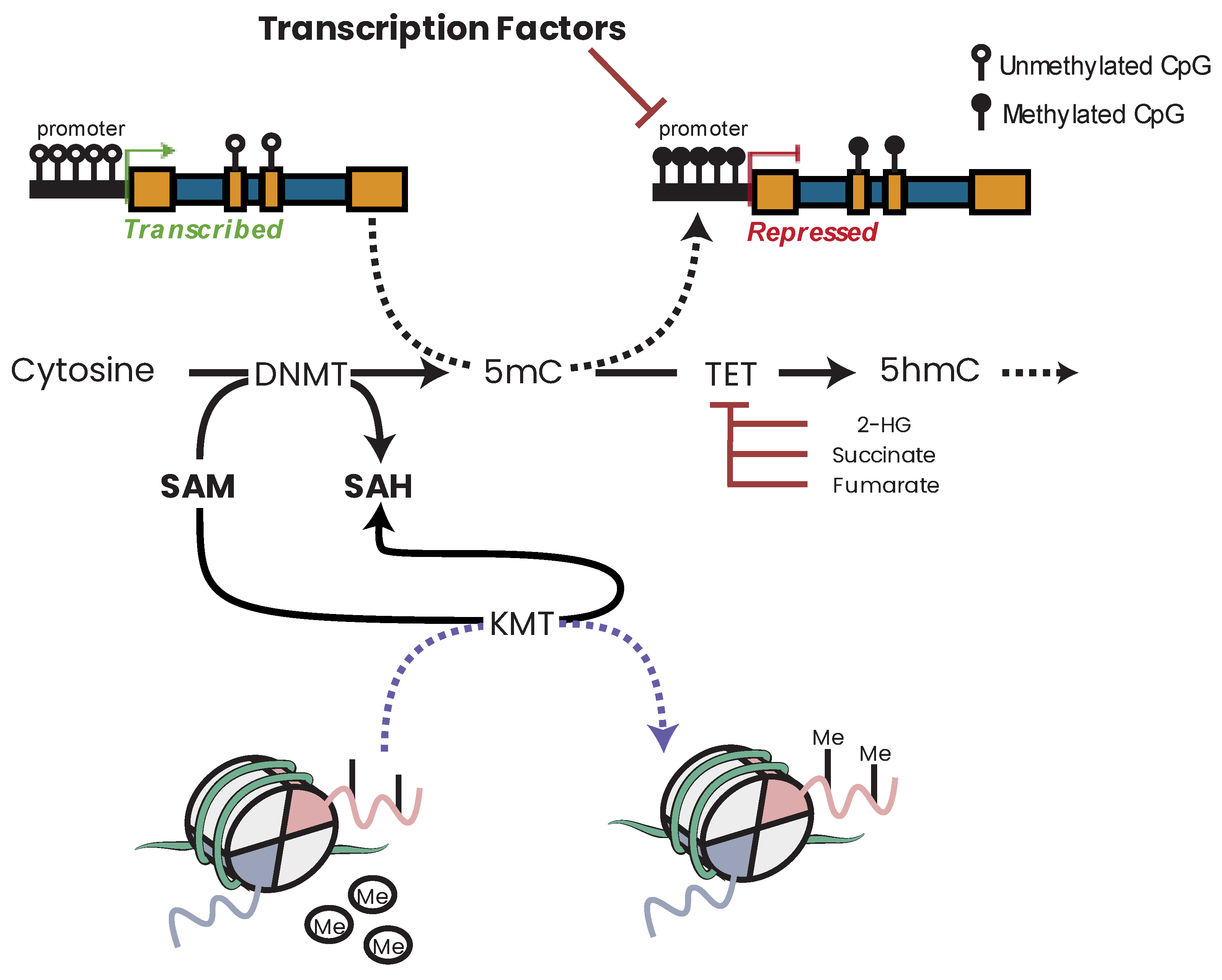 Biomolecules 13 00944 g016 Biomolecules 13 00944 g016