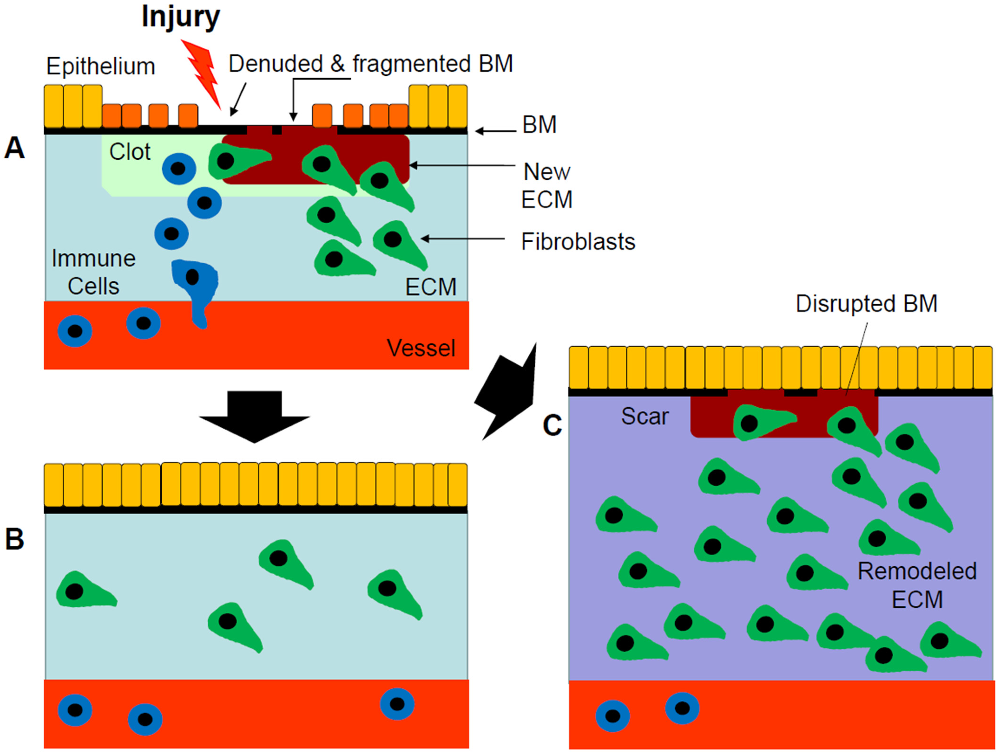 Biomolecules 13 00945 g001 Biomolecules 13 00945 g001