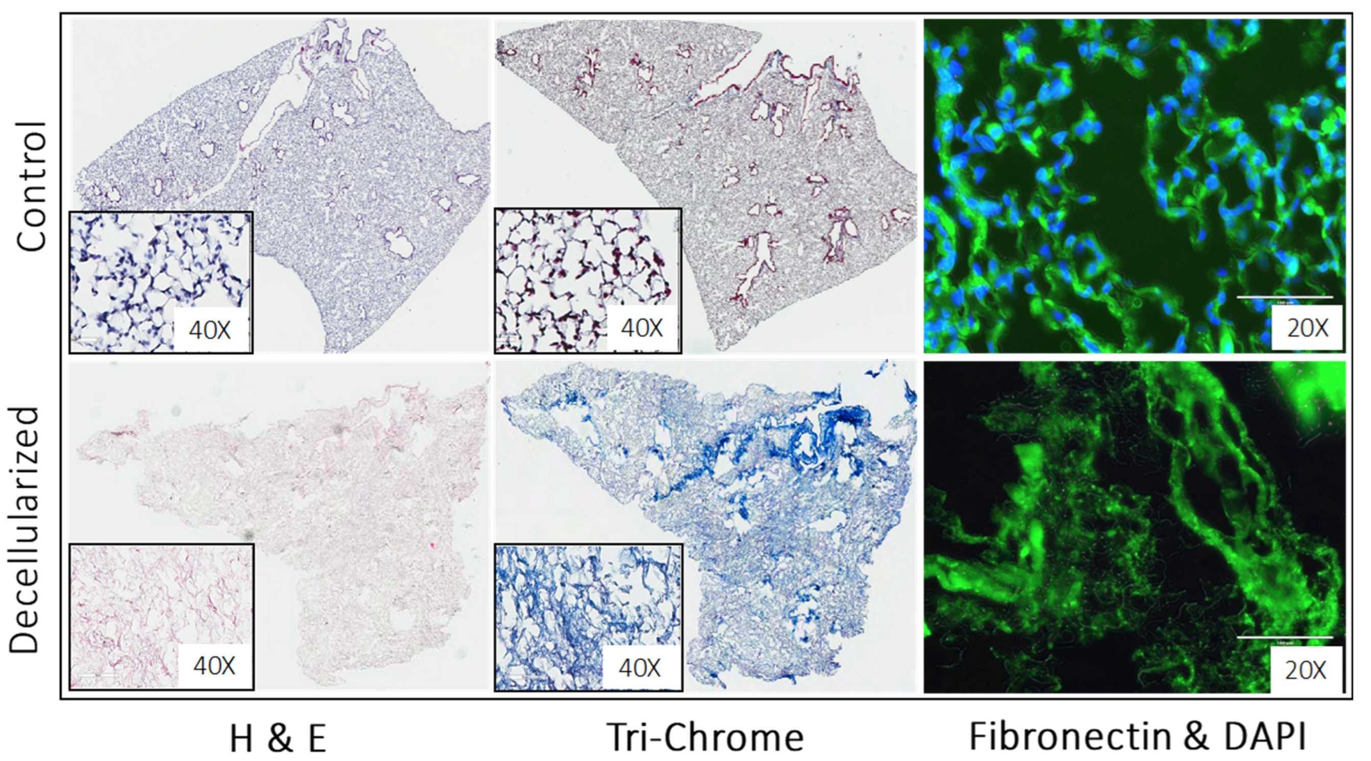 Biomolecules 13 00945 g006 Biomolecules 13 00945 g006