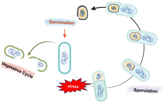 Bacterial Spore-Based Delivery System: 20 Years of a Versatile