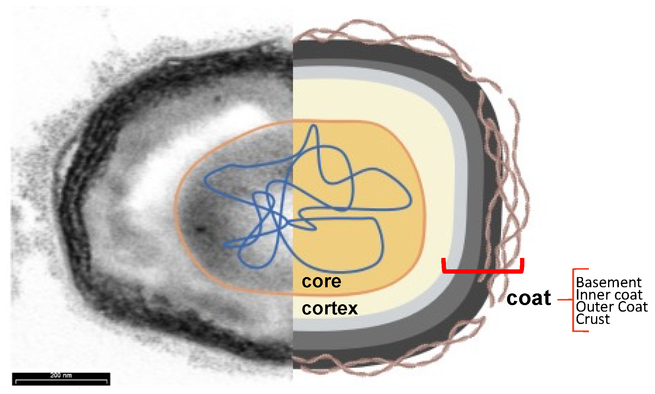 Biomolecules 13 00947 g005 Biomolecules 13 00947 g005