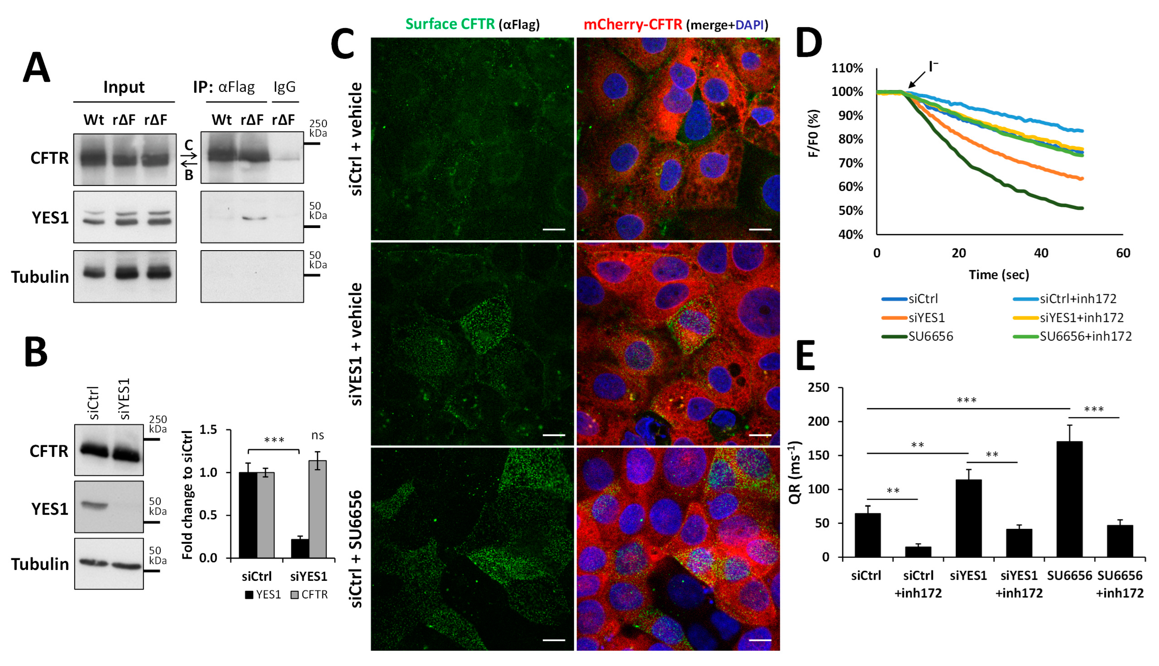 Biomolecules 13 00949 g001 Biomolecules 13 00949 g001