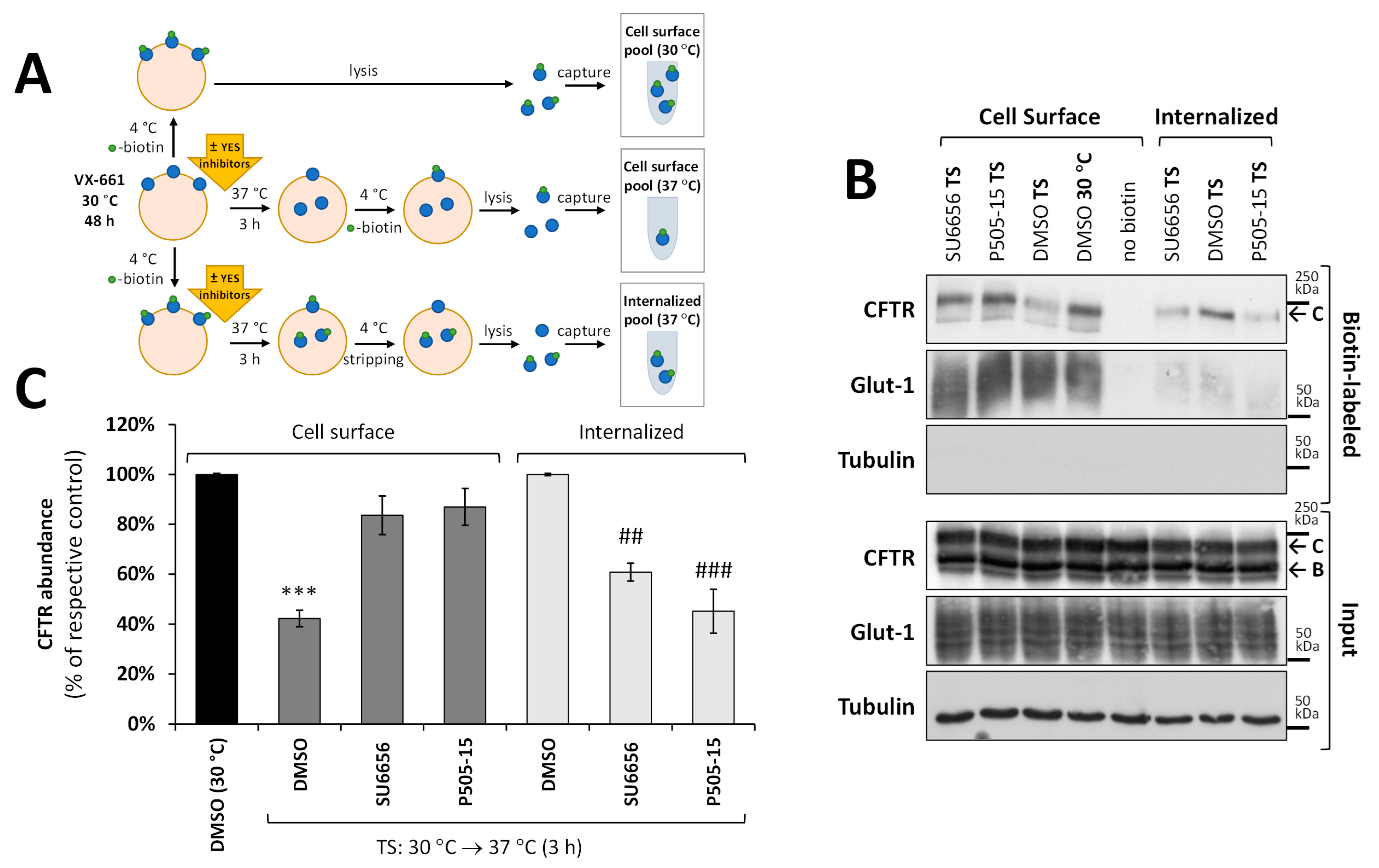 Biomolecules 13 00949 g002 Biomolecules 13 00949 g002