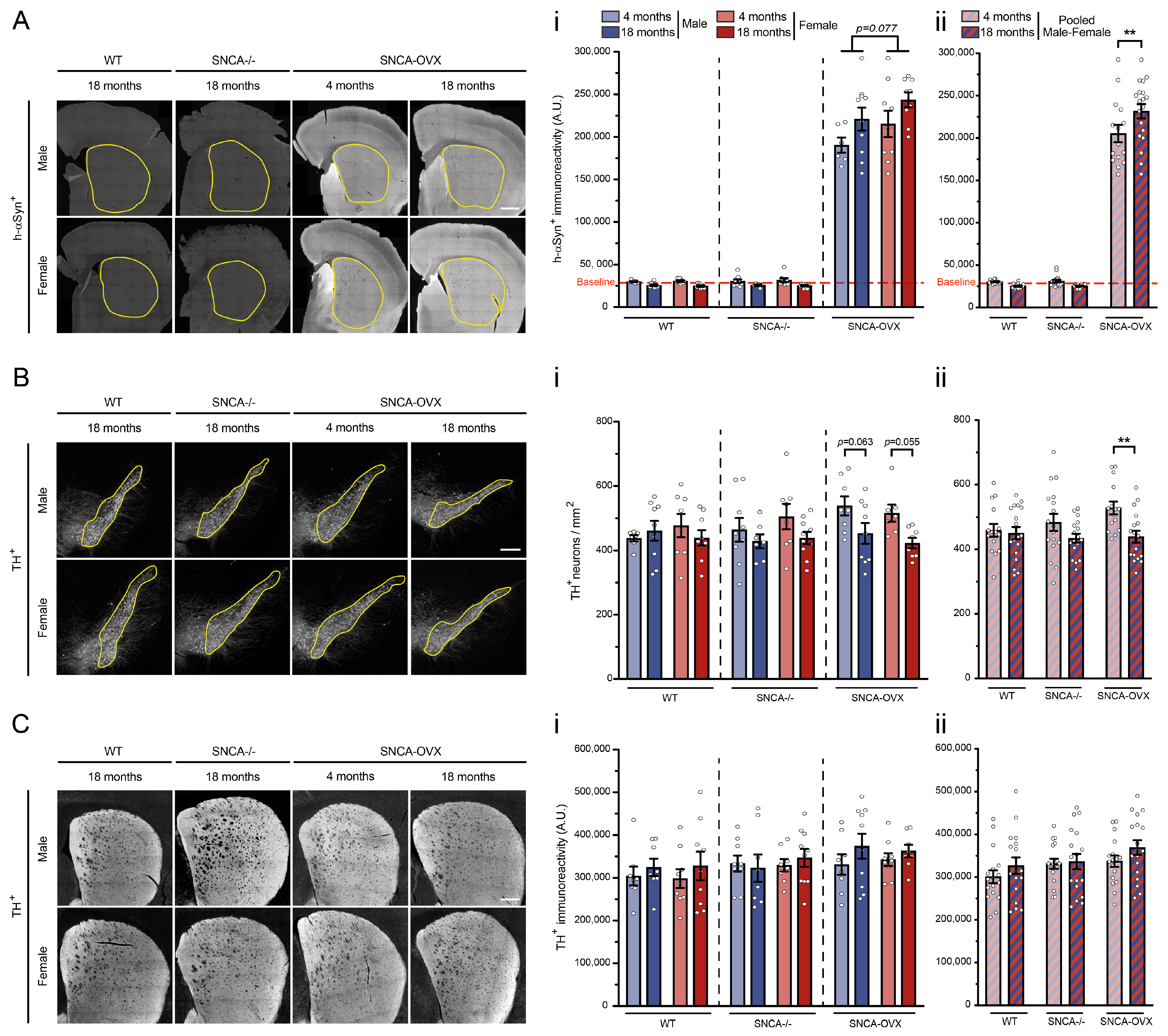 Biomolecules 13 00977 g002