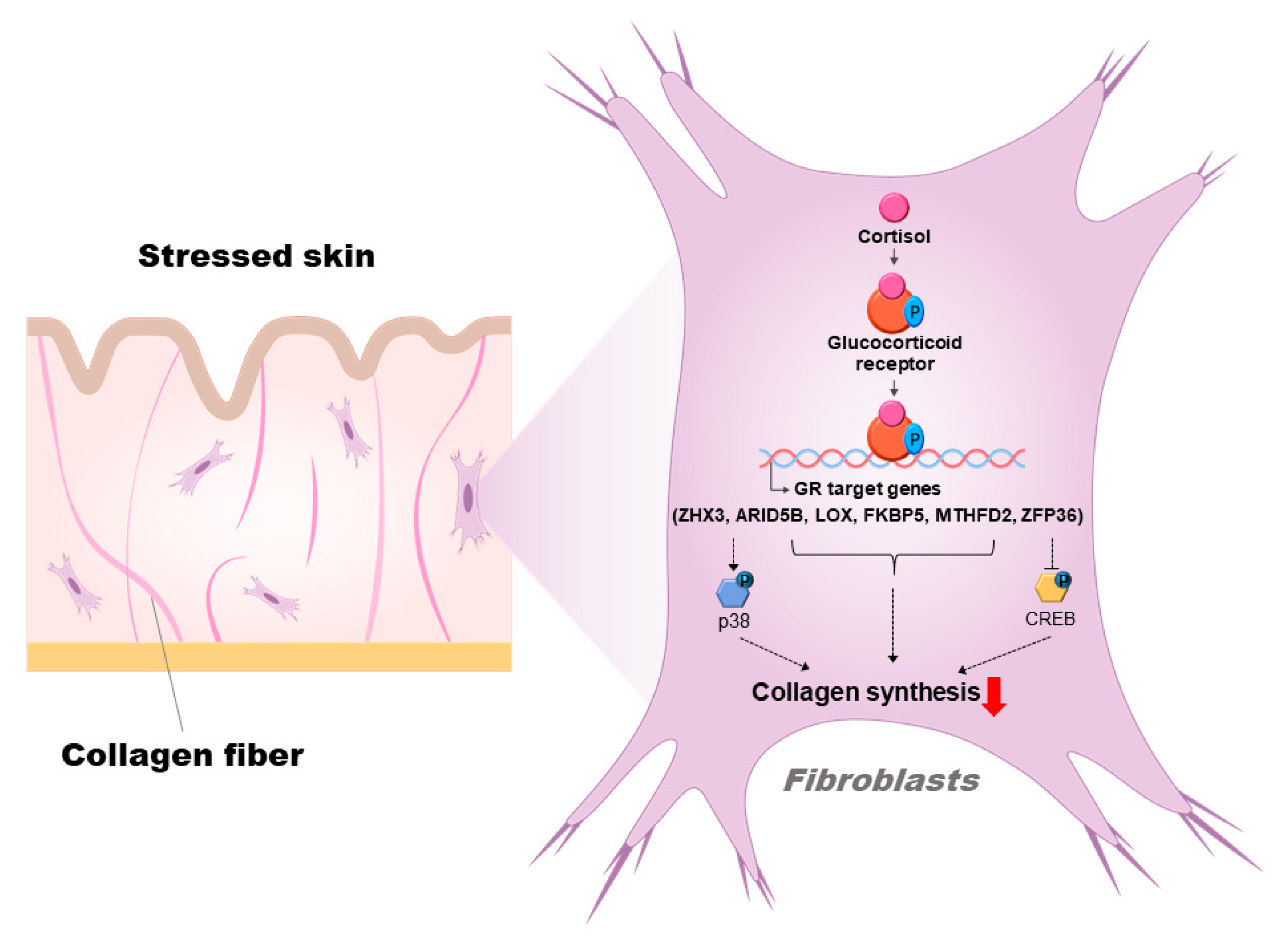 Biomolecules 13 00978 g006 Biomolecules 13 00978 g006