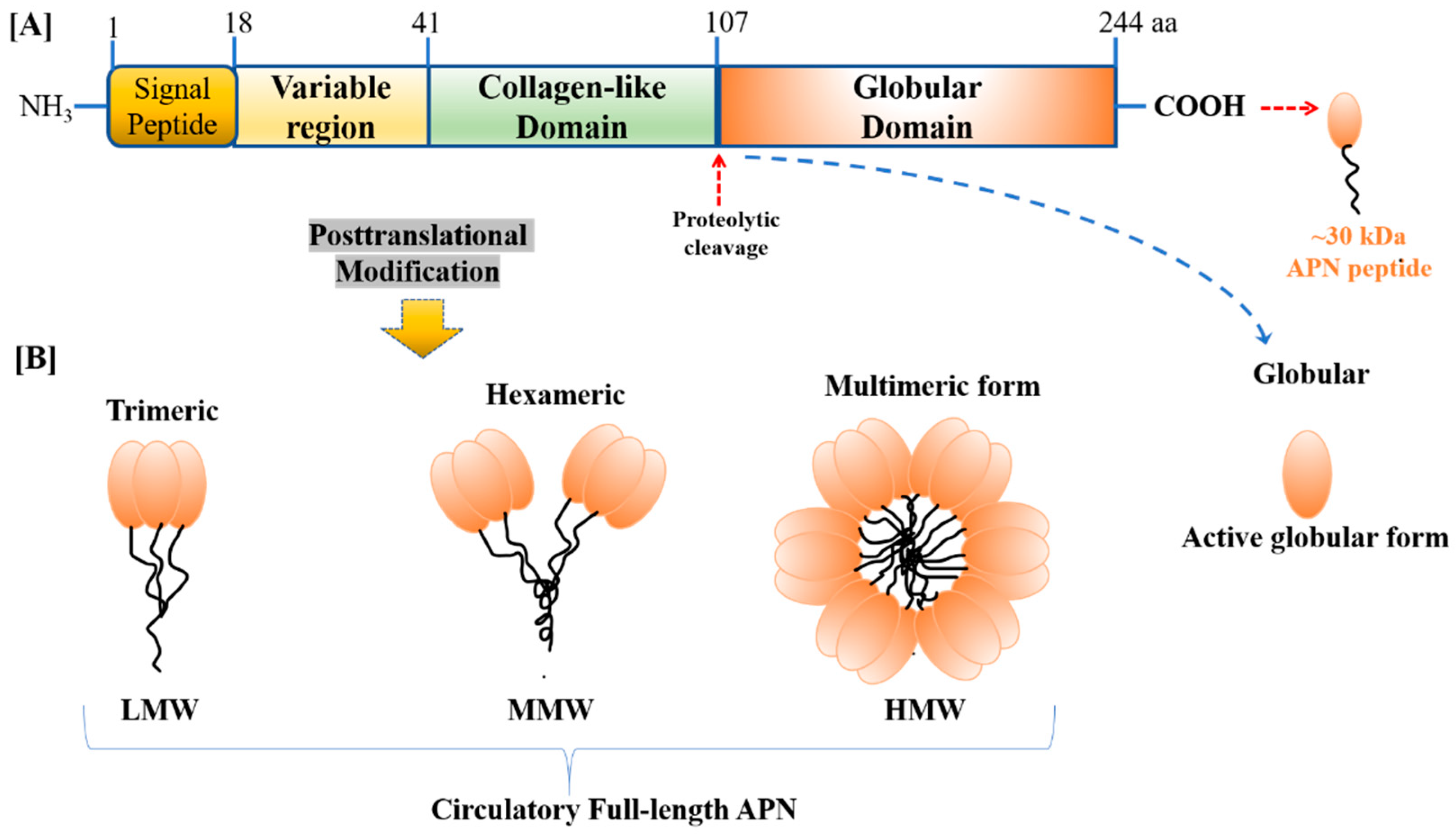 Biomolecules 13 00982 g001 Biomolecules 13 00982 g001