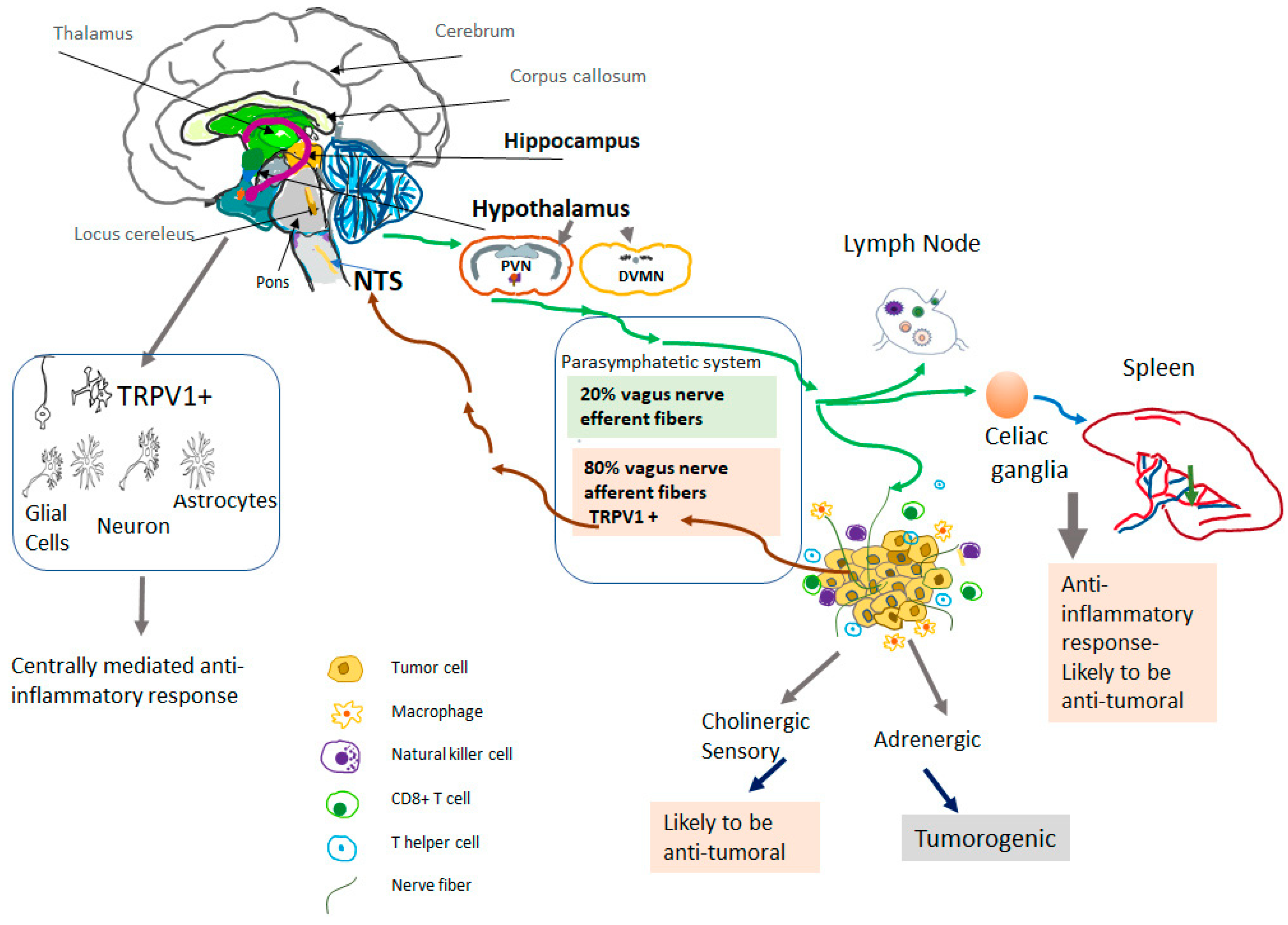Biomolecules 13 00983 g001 Biomolecules 13 00983 g001