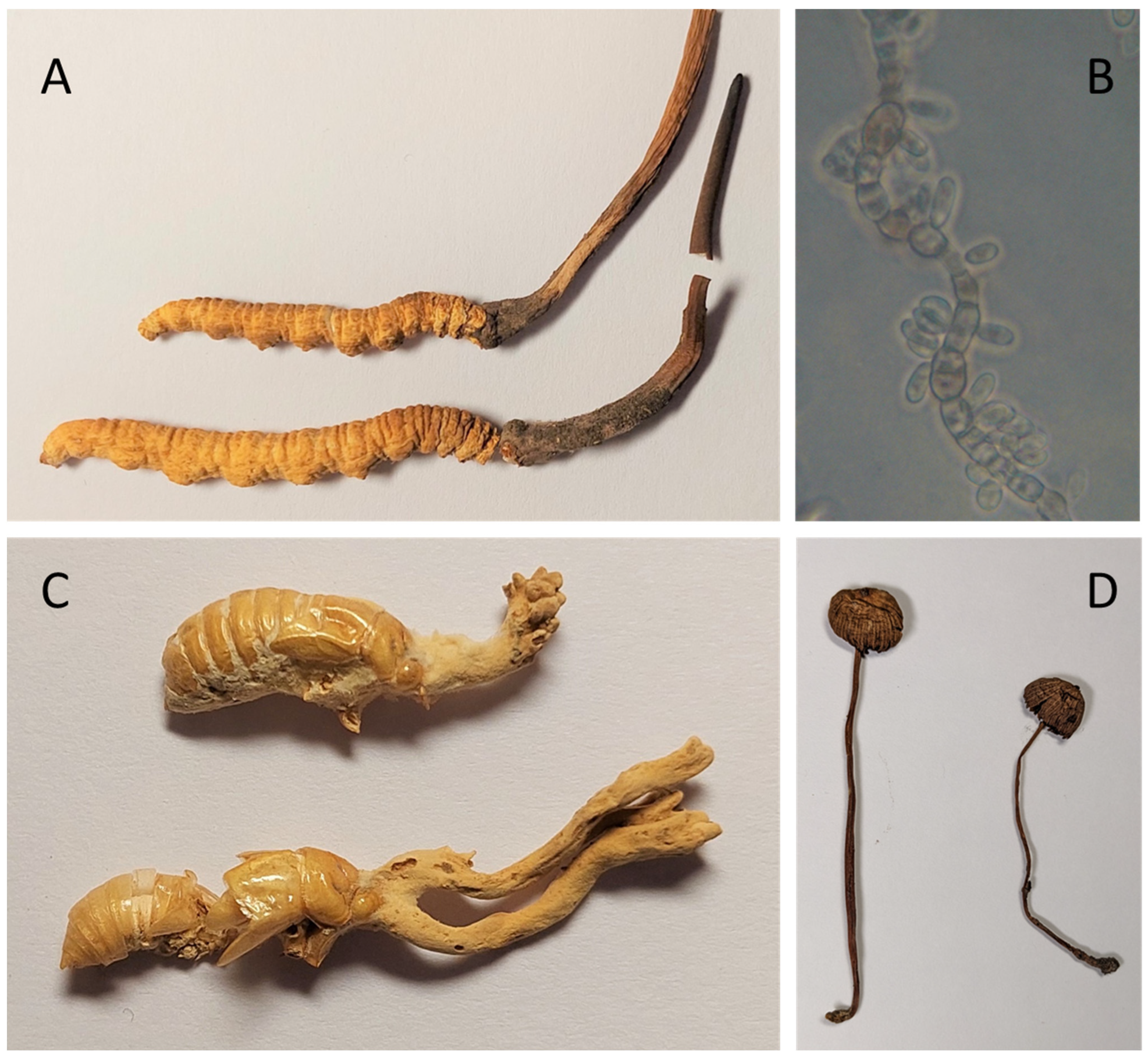 Fungal Drug Discovery for Chronic Disease: History, New