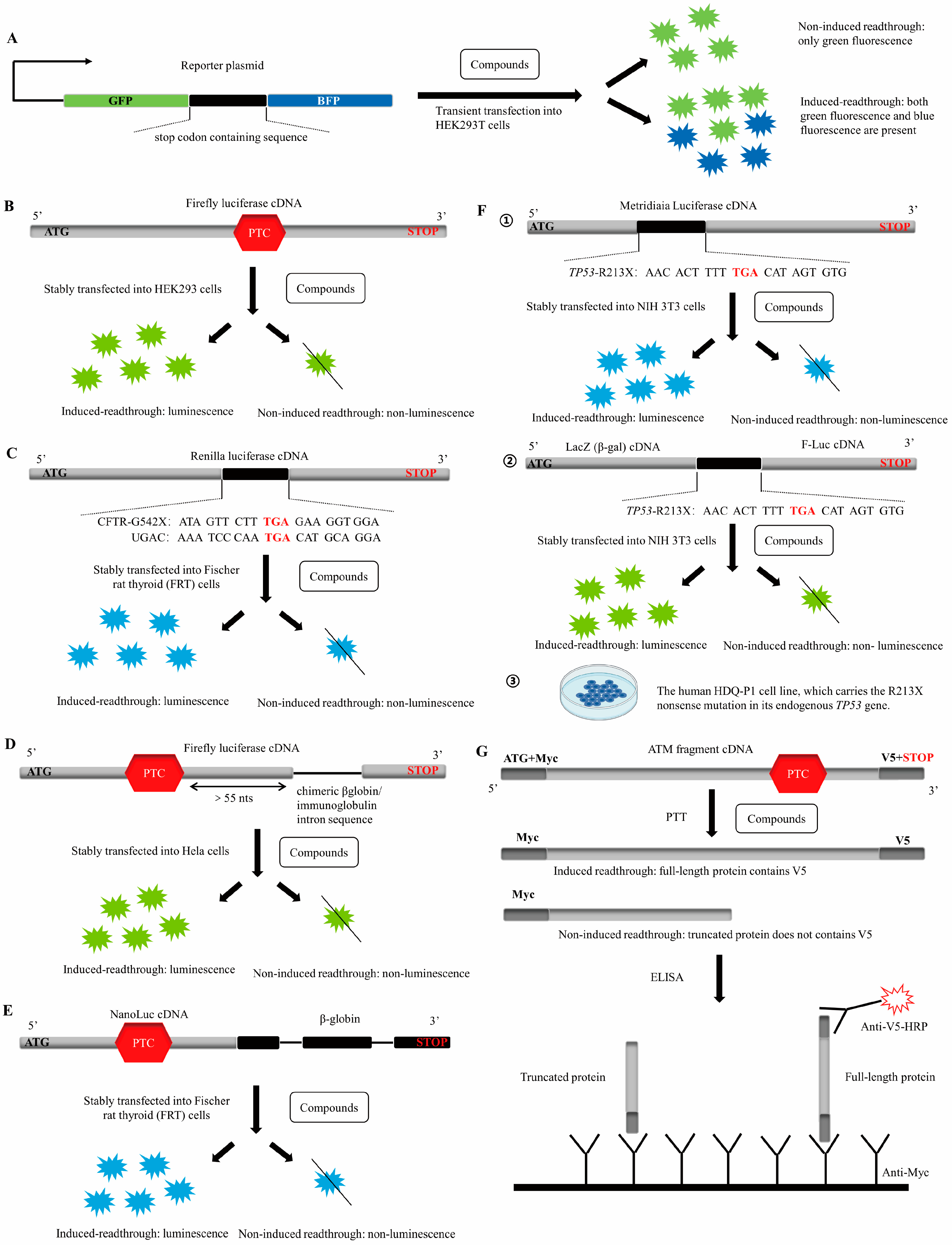 Biomolecules 13 00988 g002 Biomolecules 13 00988 g002