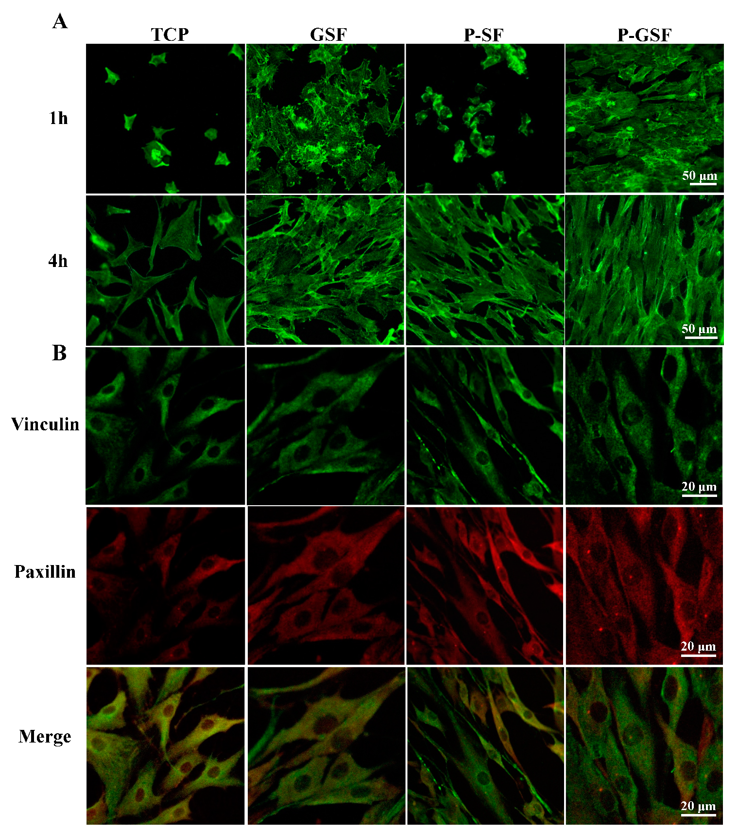 Biomolecules 13 00990 g003 Biomolecules 13 00990 g003
