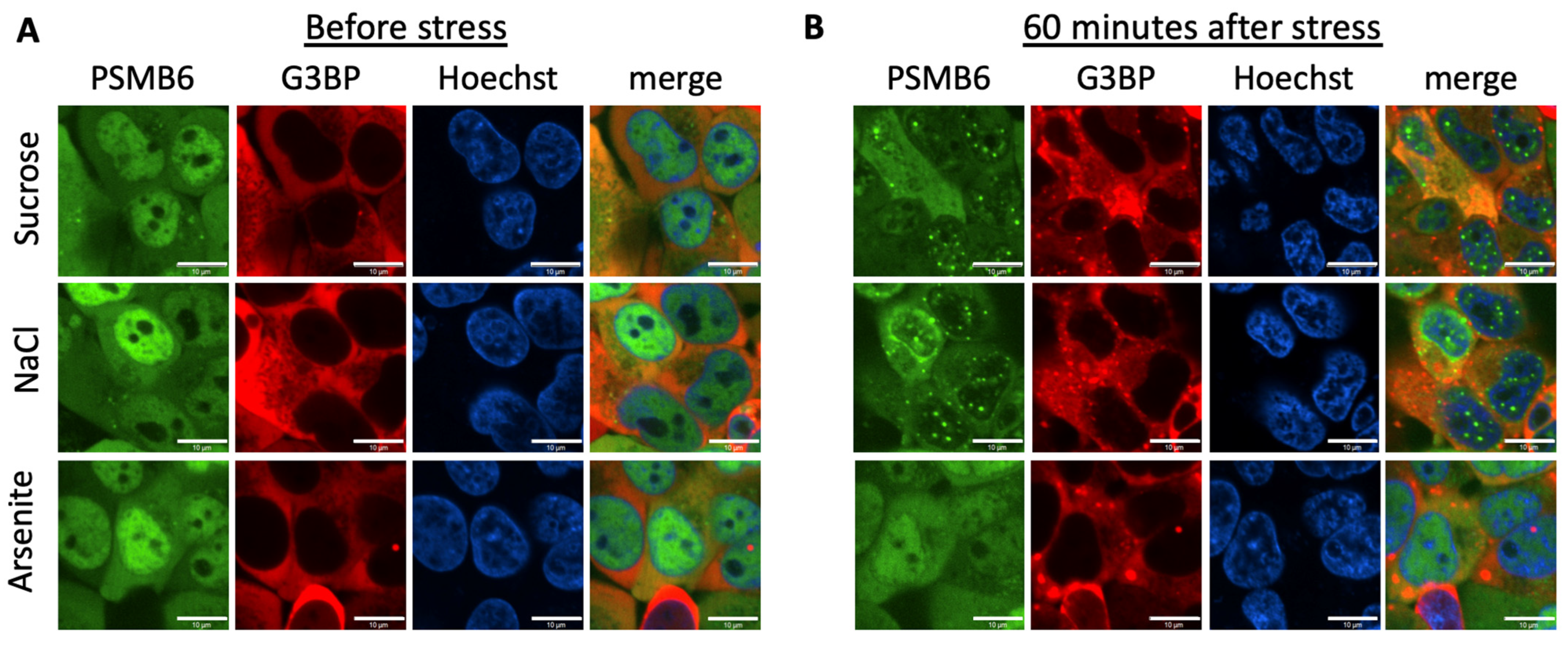 Biomolecules 13 00992 g001 Biomolecules 13 00992 g001