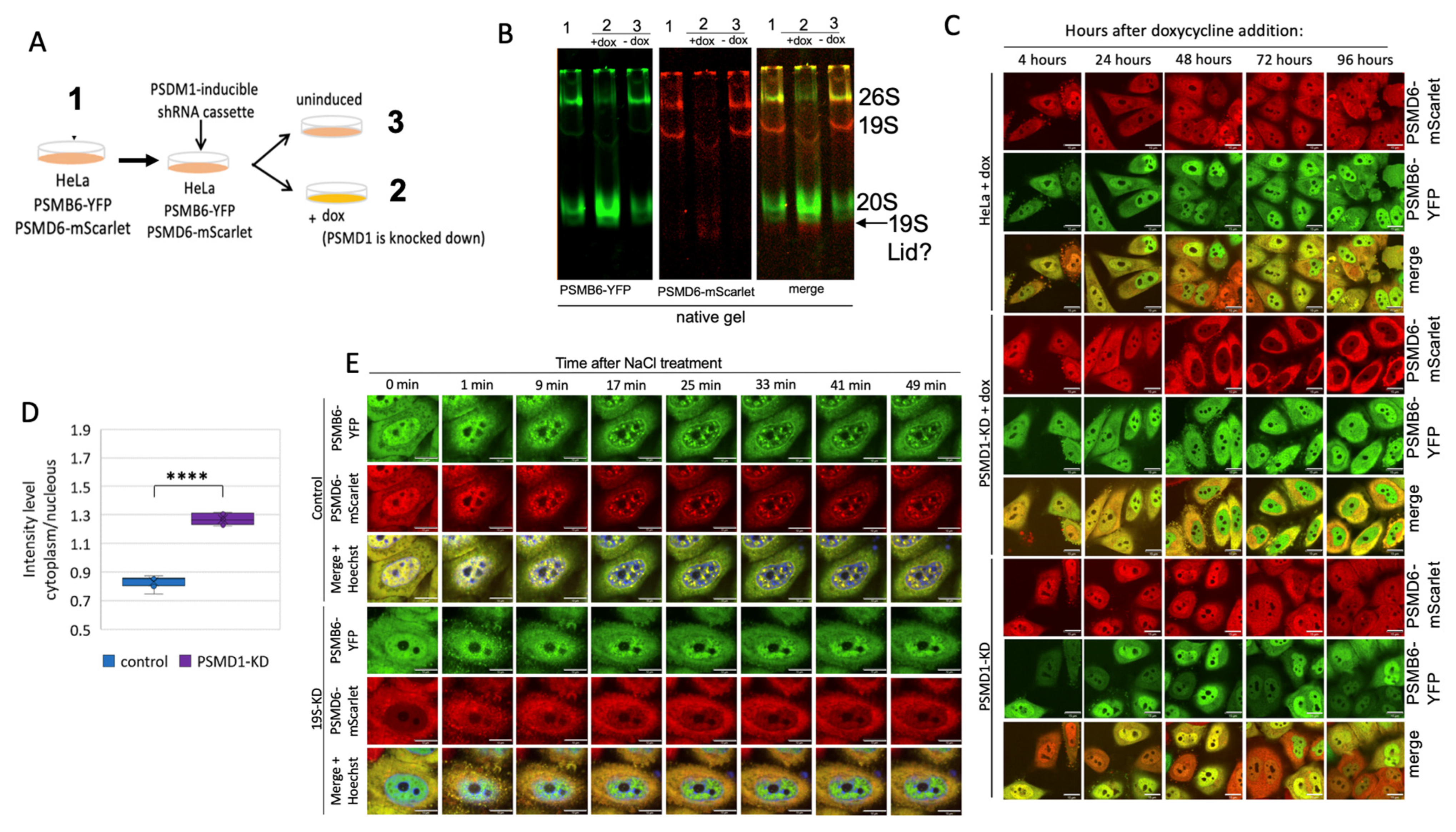 Biomolecules 13 00992 g005 Biomolecules 13 00992 g005