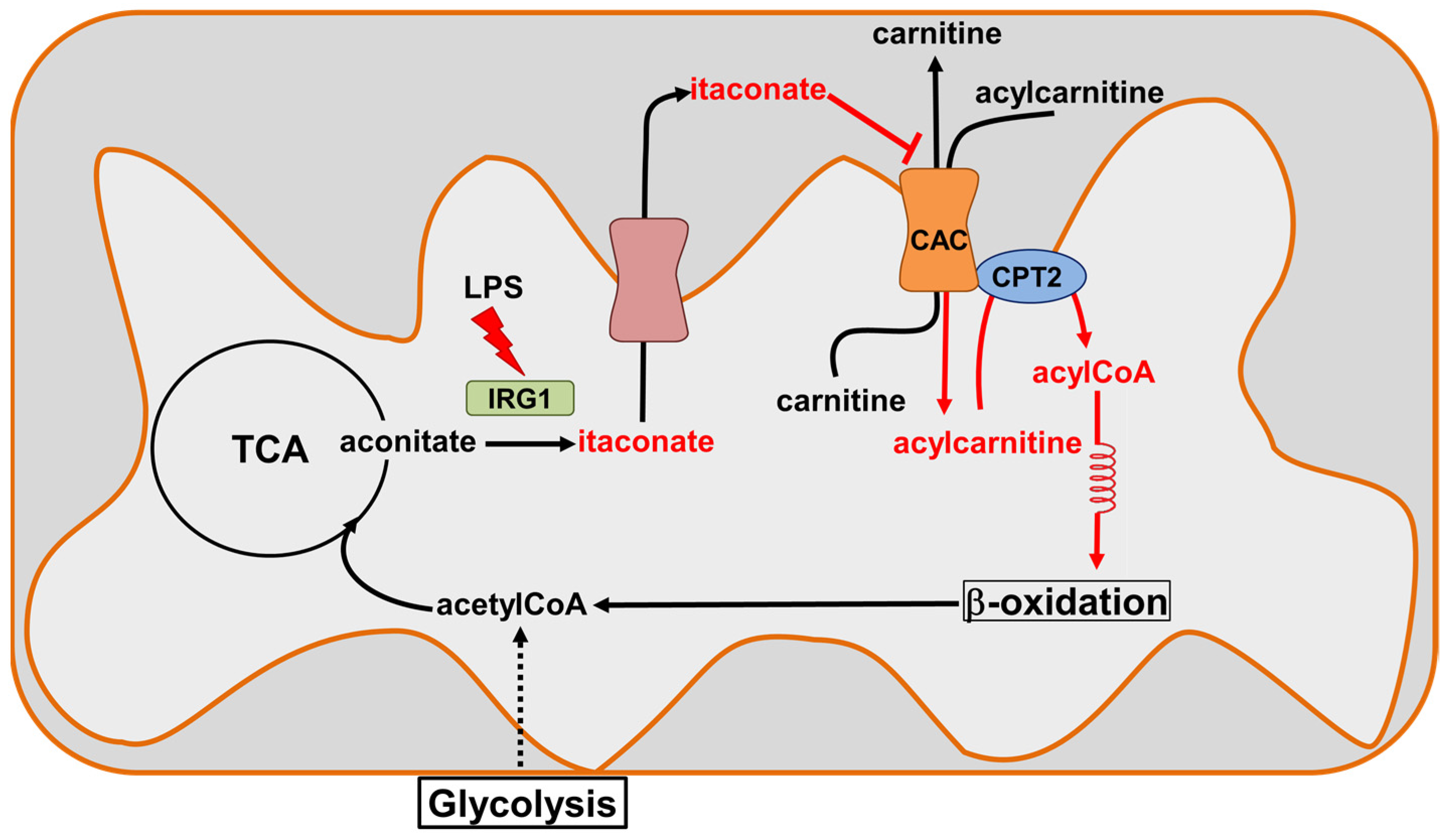 Biomolecules 13 00993 g011