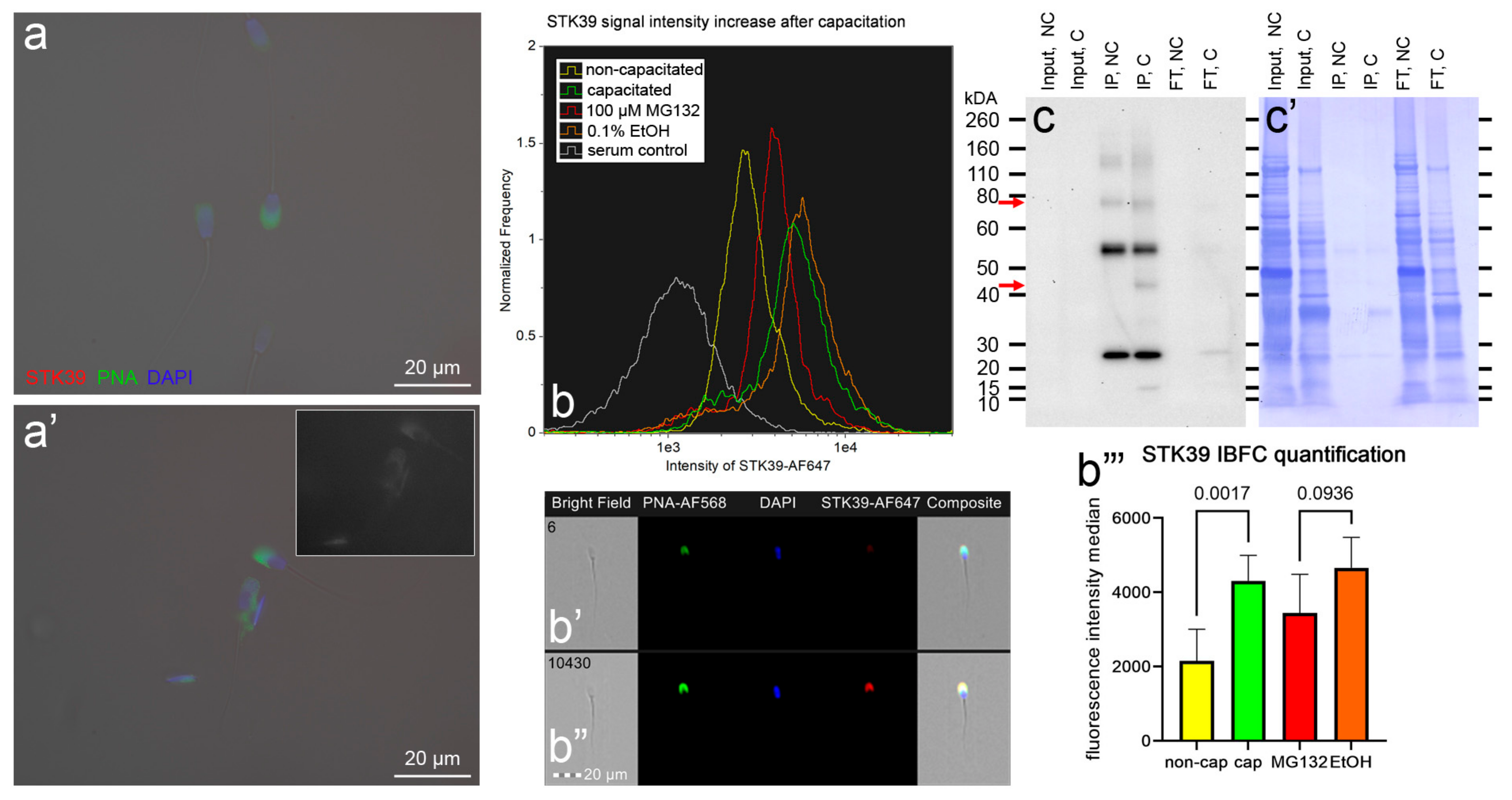 Biomolecules 13 00996 g011 Biomolecules 13 00996 g011