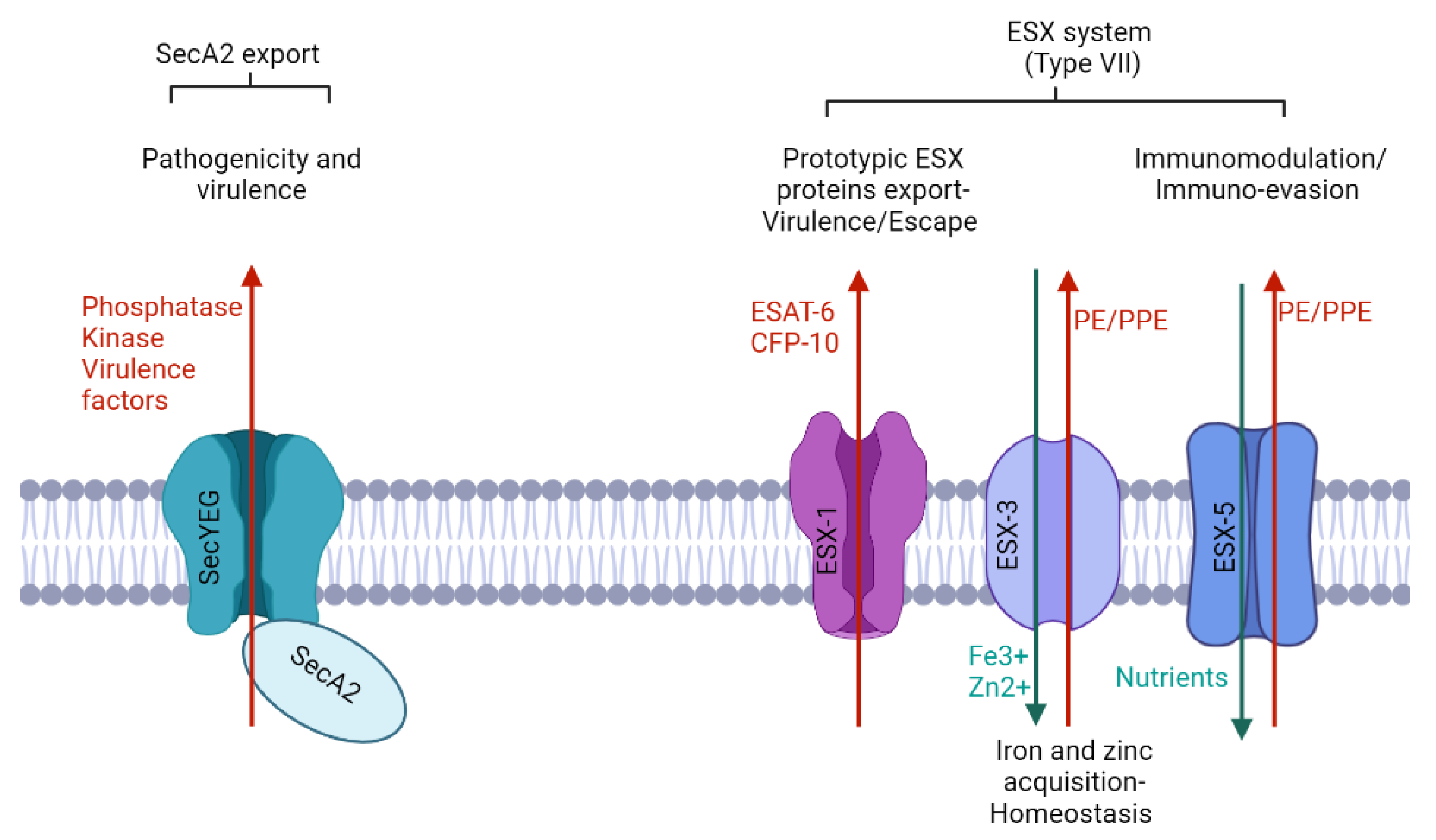 Biomolecules 13 00999 g003