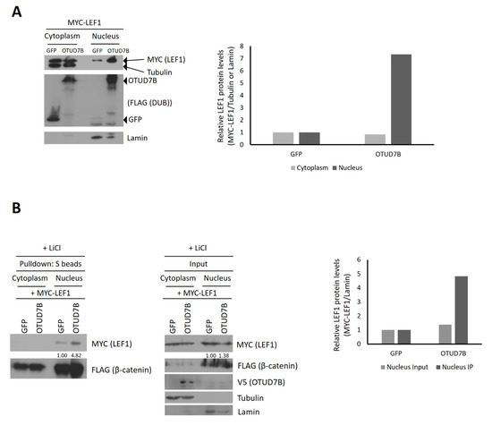 OTUD7B Activates Wnt Signaling Pathway through the