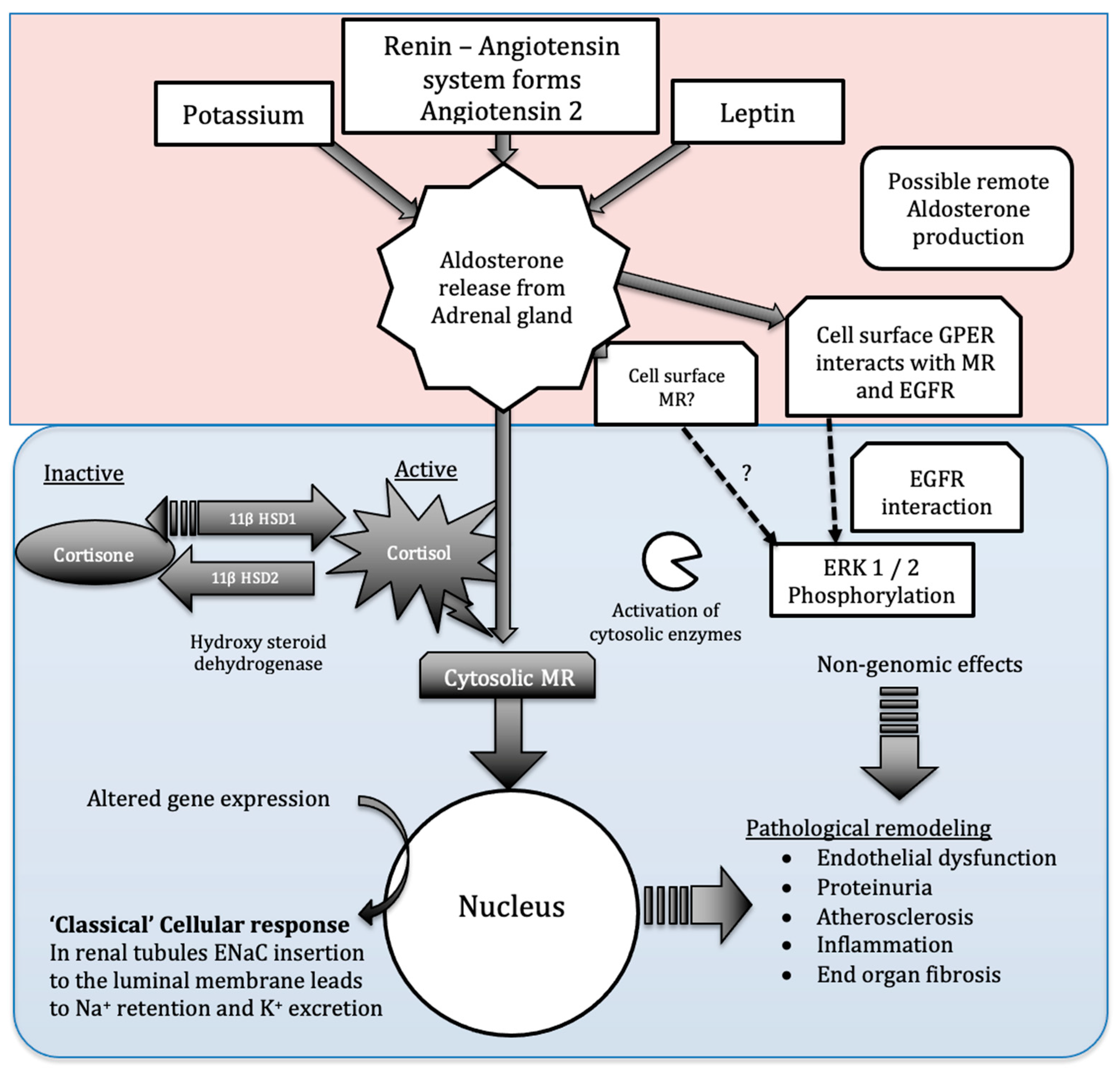 Cystatin C is glucocorticoid responsive, directs recruitment of