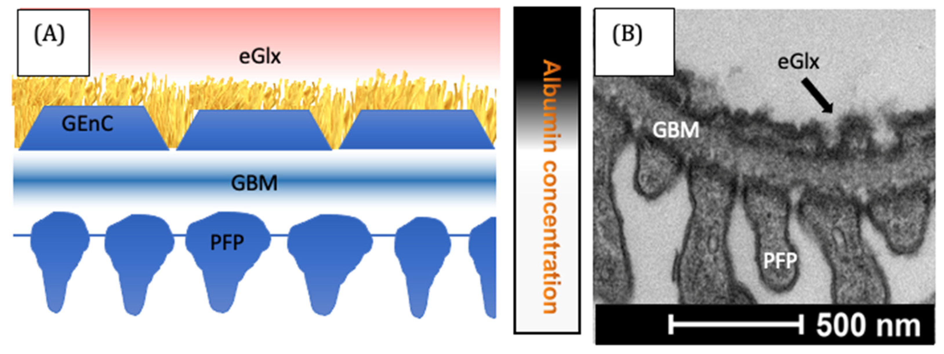 Biomolecules 13 01004 g002 Biomolecules 13 01004 g002