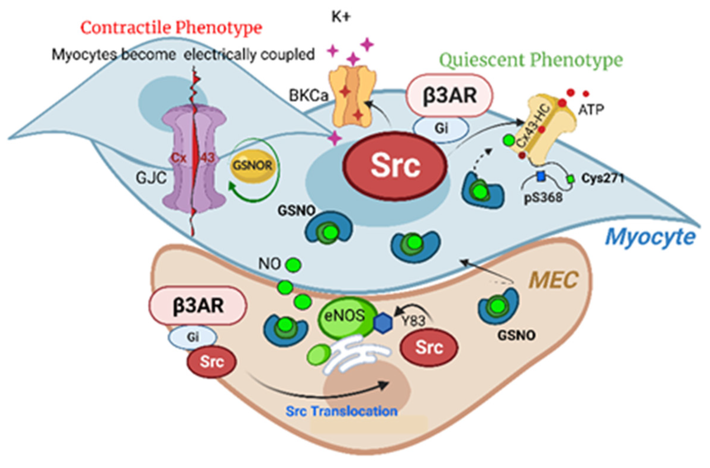 Biomolecules 13 01005 g001 Biomolecules 13 01005 g001