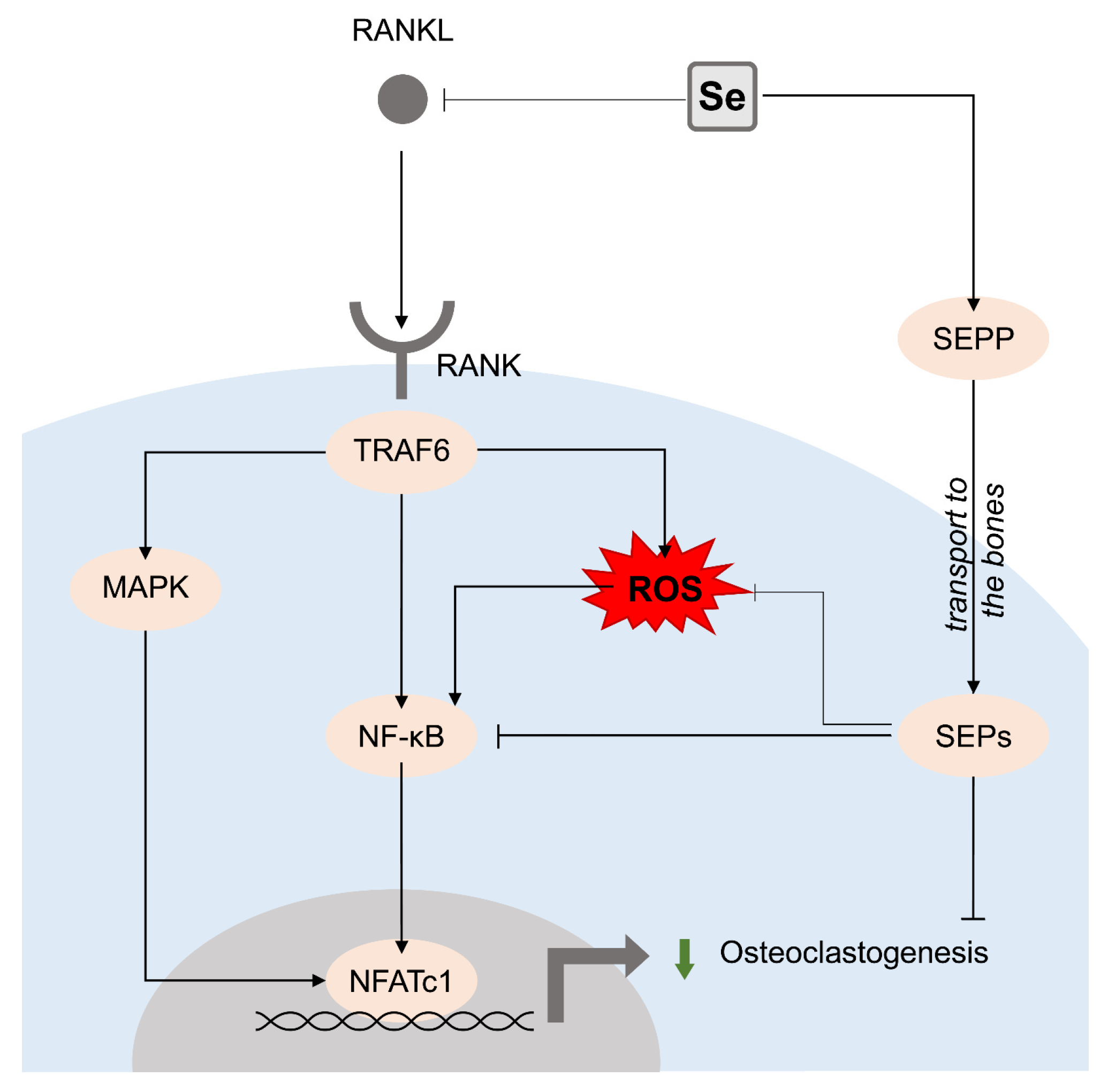 Biomolecules 13 01006 g001 Biomolecules 13 01006 g001