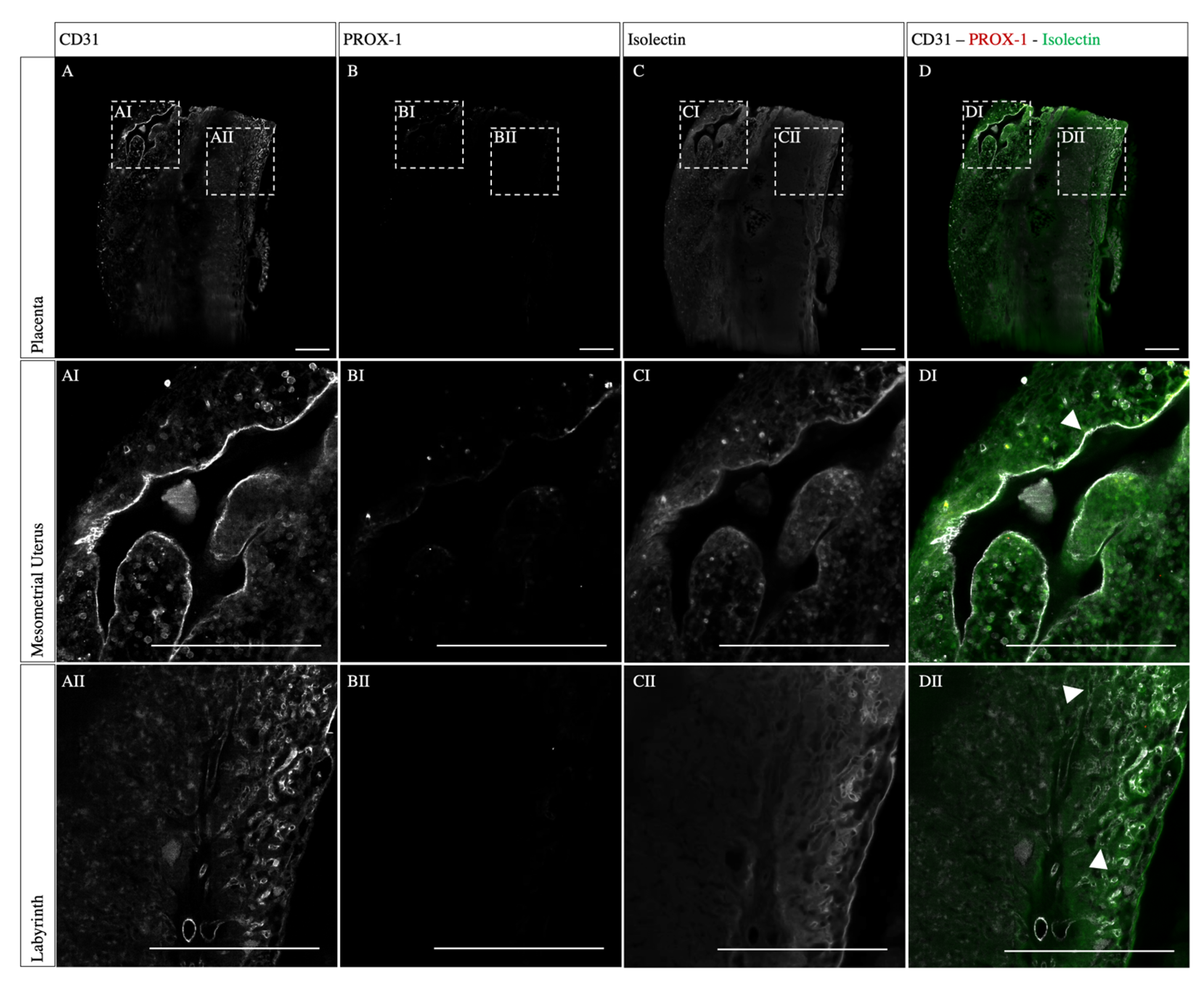 Biomolecules 13 01009 g003