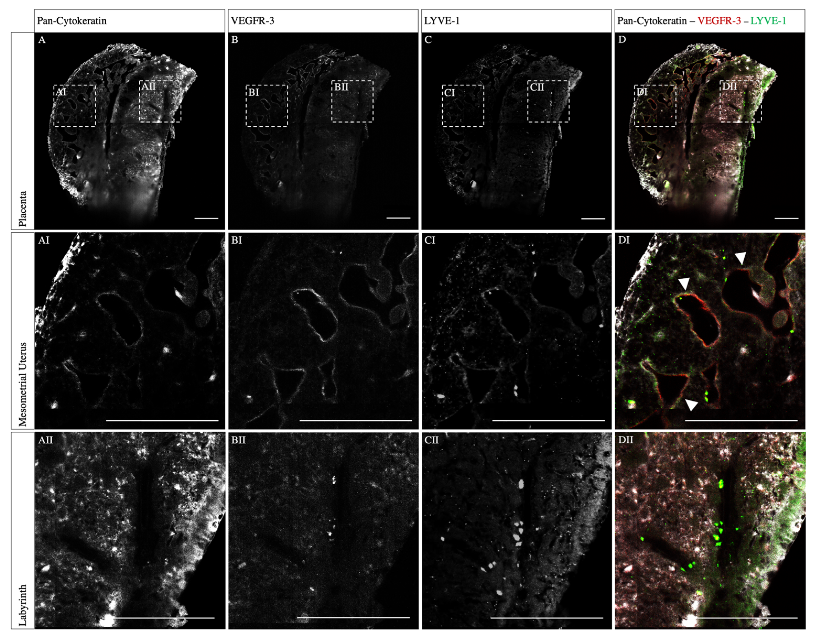 Biomolecules 13 01009 g004