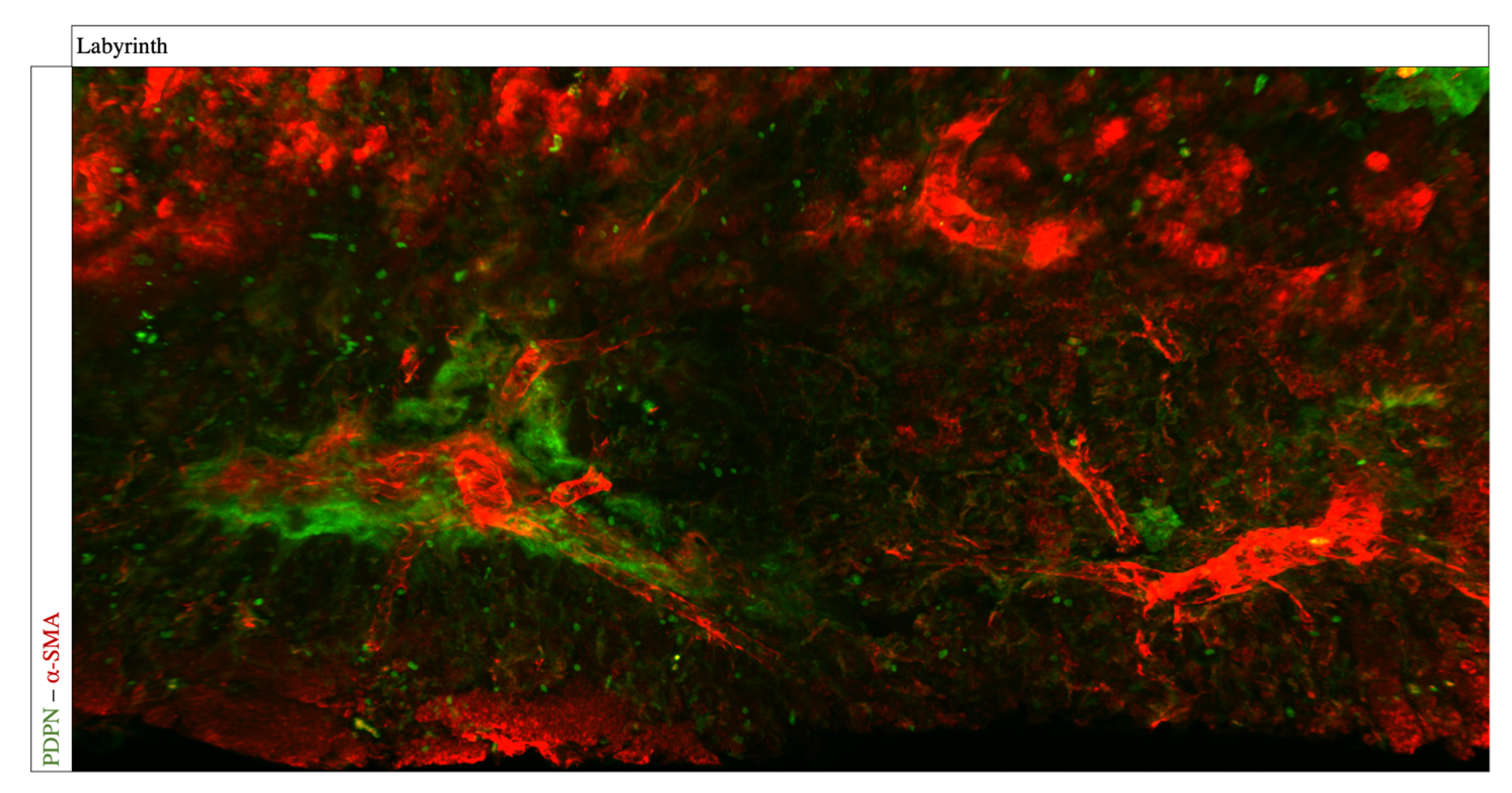 Biomolecules 13 01009 g005