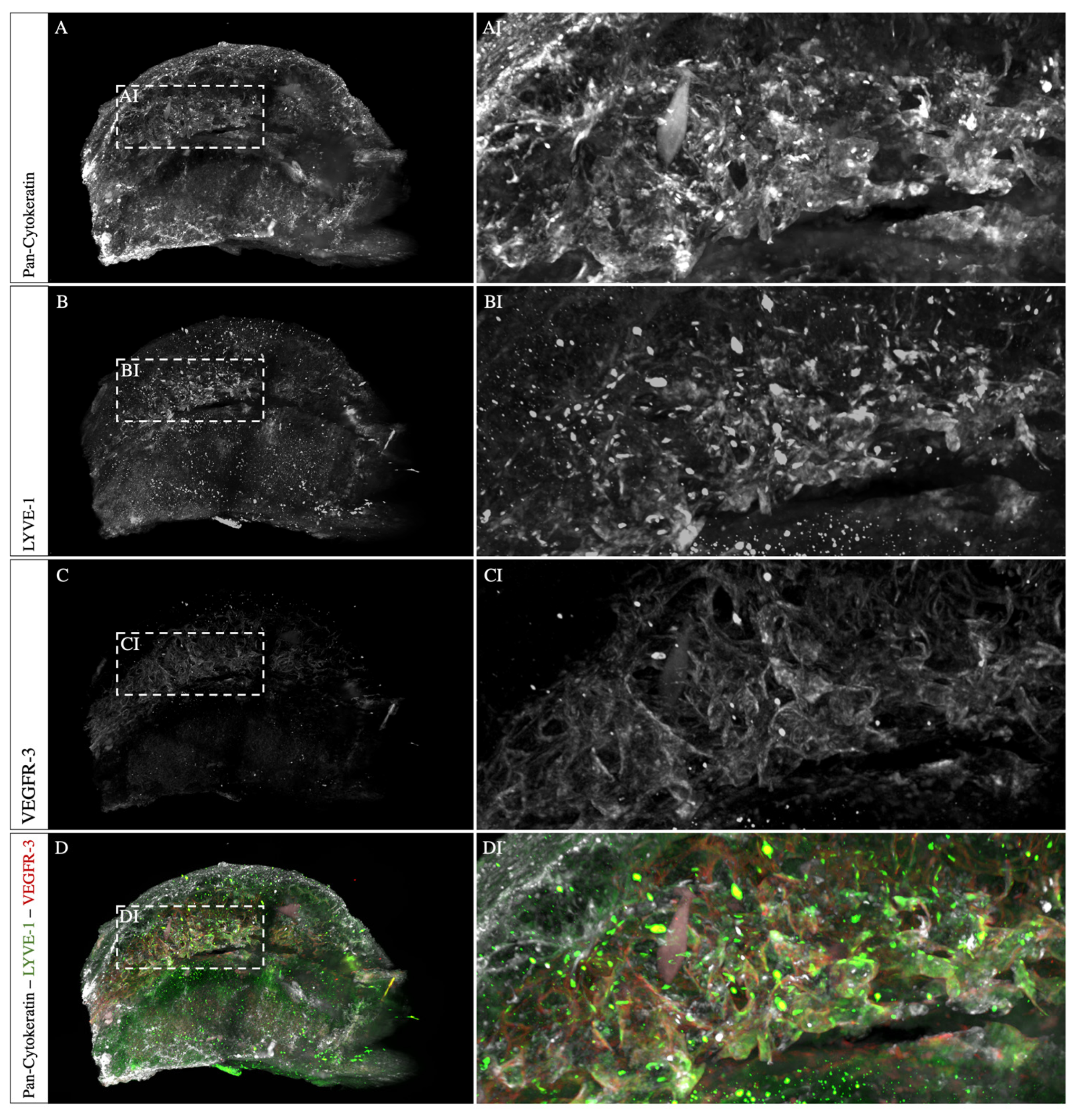 Biomolecules 13 01009 g006