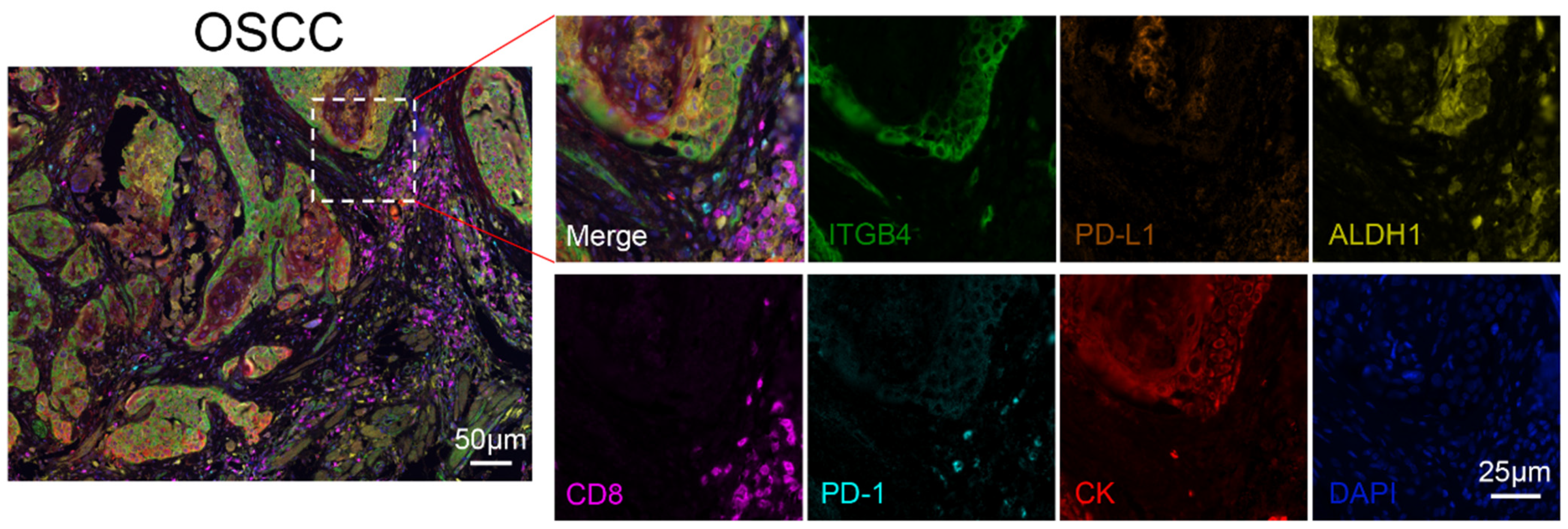 Biomolecules 13 01014 g001