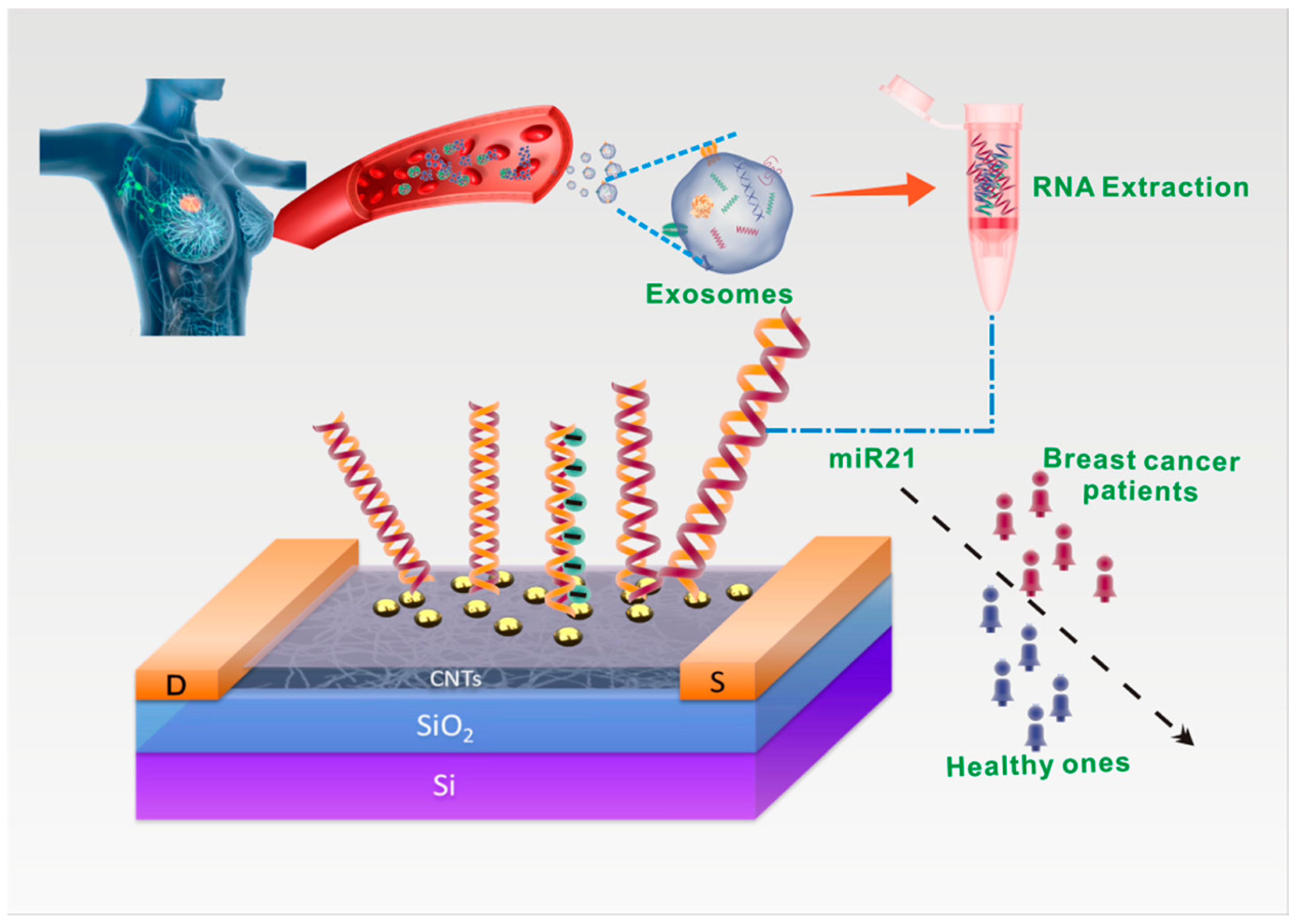 Biomolecules 13 01024 g004