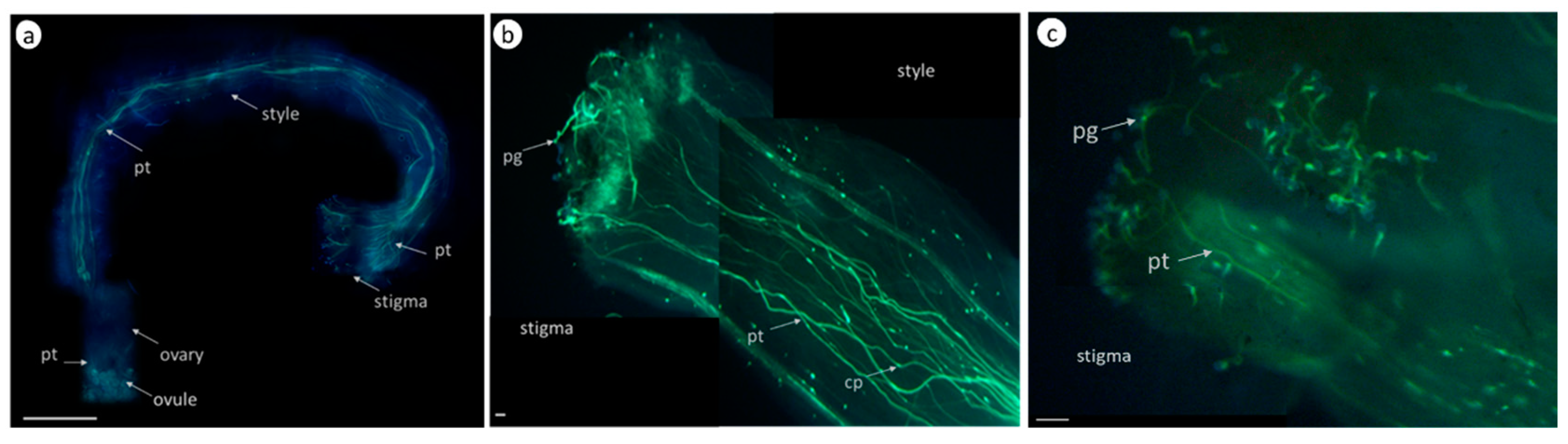 Biomolecules 13 01033 g002 Biomolecules 13 01033 g002