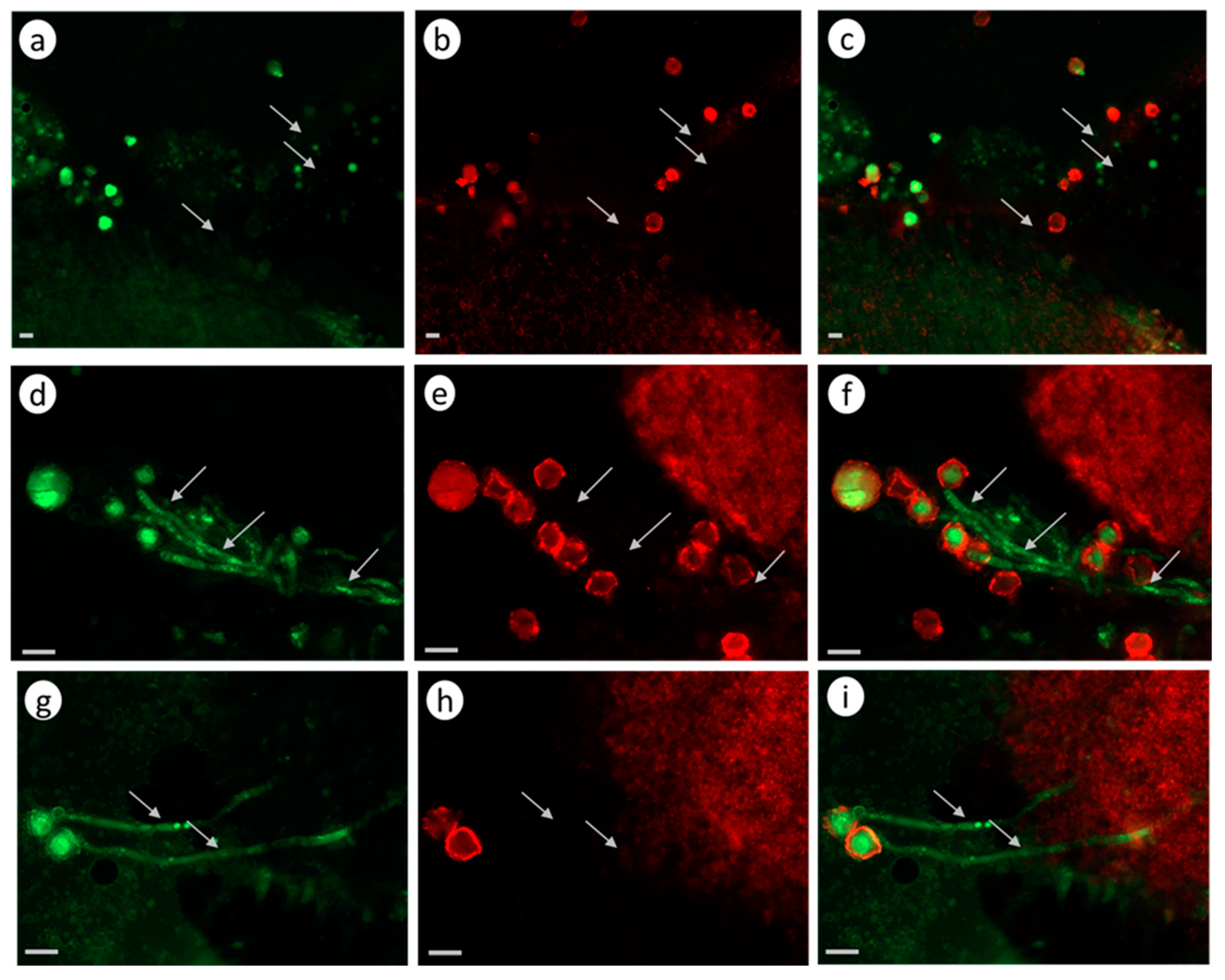 Biomolecules 13 01033 g004 Biomolecules 13 01033 g004