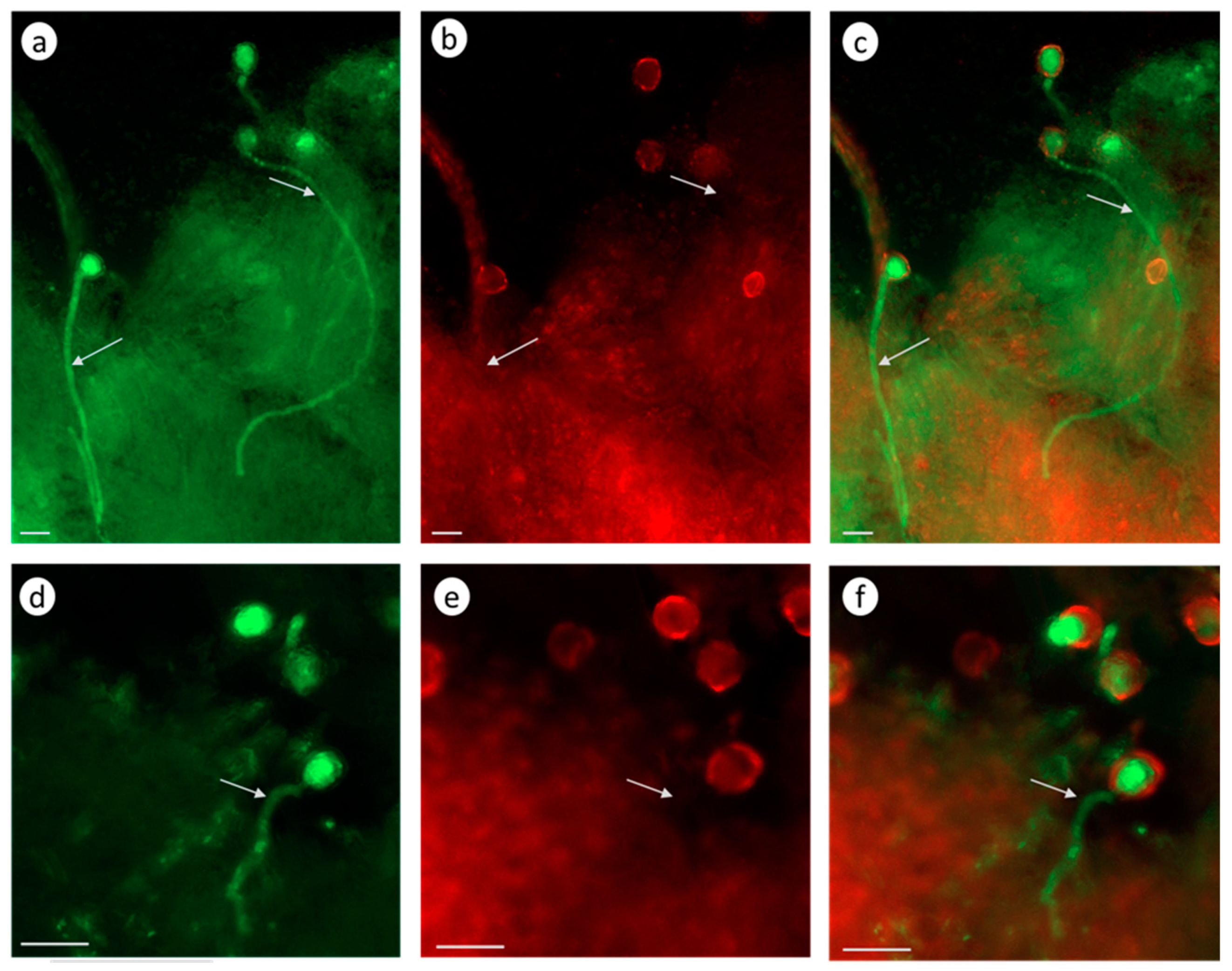Biomolecules 13 01033 g008 Biomolecules 13 01033 g008